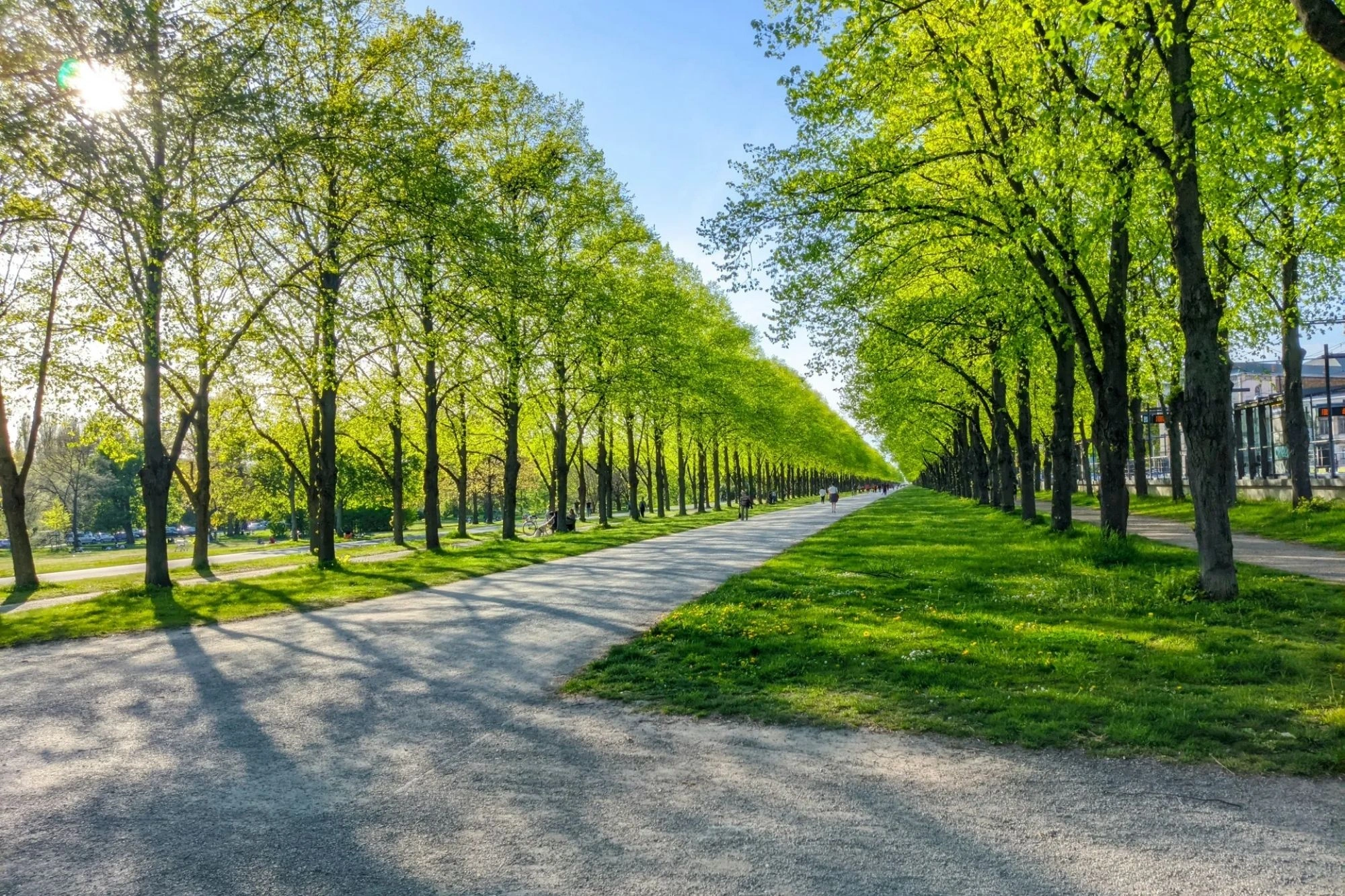 Georgengarten in Hannover, lange Baumallee im Frühling