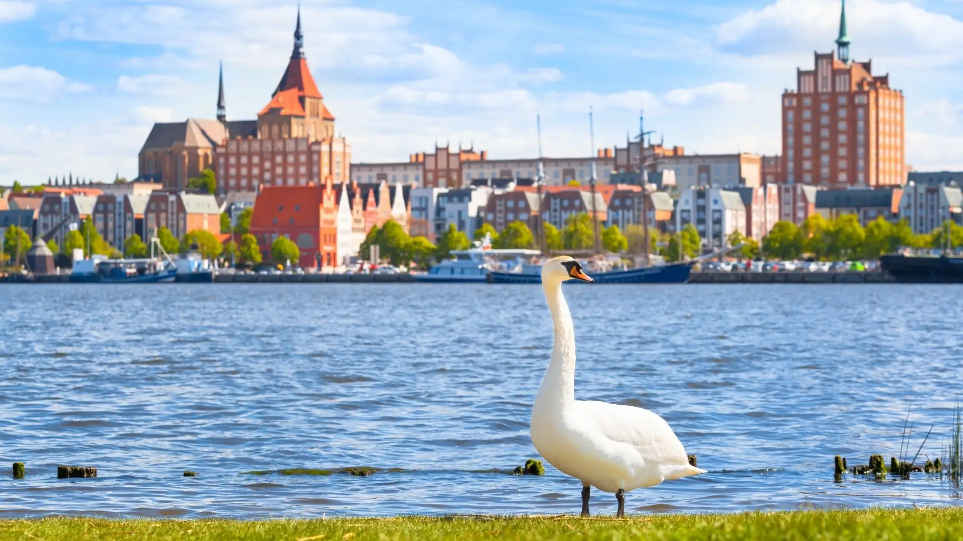 Schwan am Ufer mit Blick auf die Rostocker Innenstadt und historische Gebäude am Wasser.