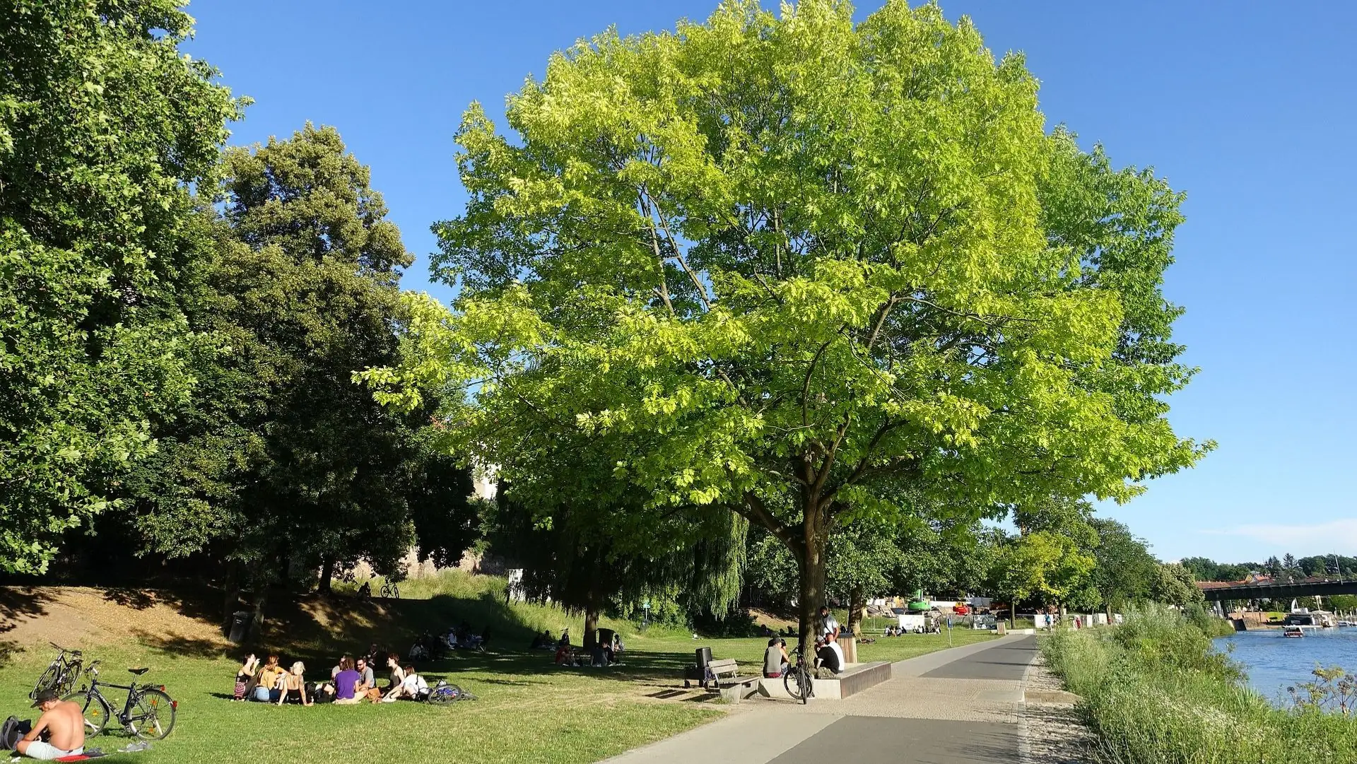 Aschaffenburg Grüne Parklandschaft an einem sonnigen Tag. Menschen entspannen auf Wiesen oder spazieren, daneben fließt ein ruhiger Fluss. Im Hintergrund Bäume, Büsche