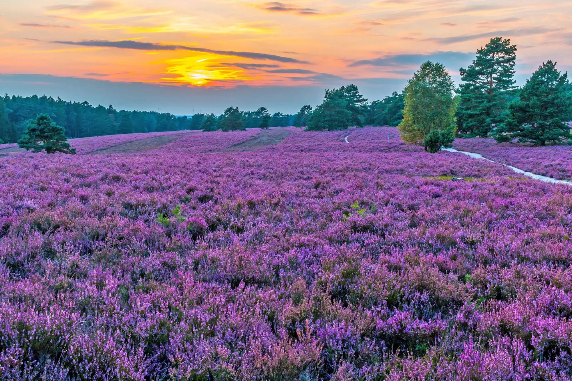 lila Heideblüte im Sonnenuntergang in der Lüneburger Heide