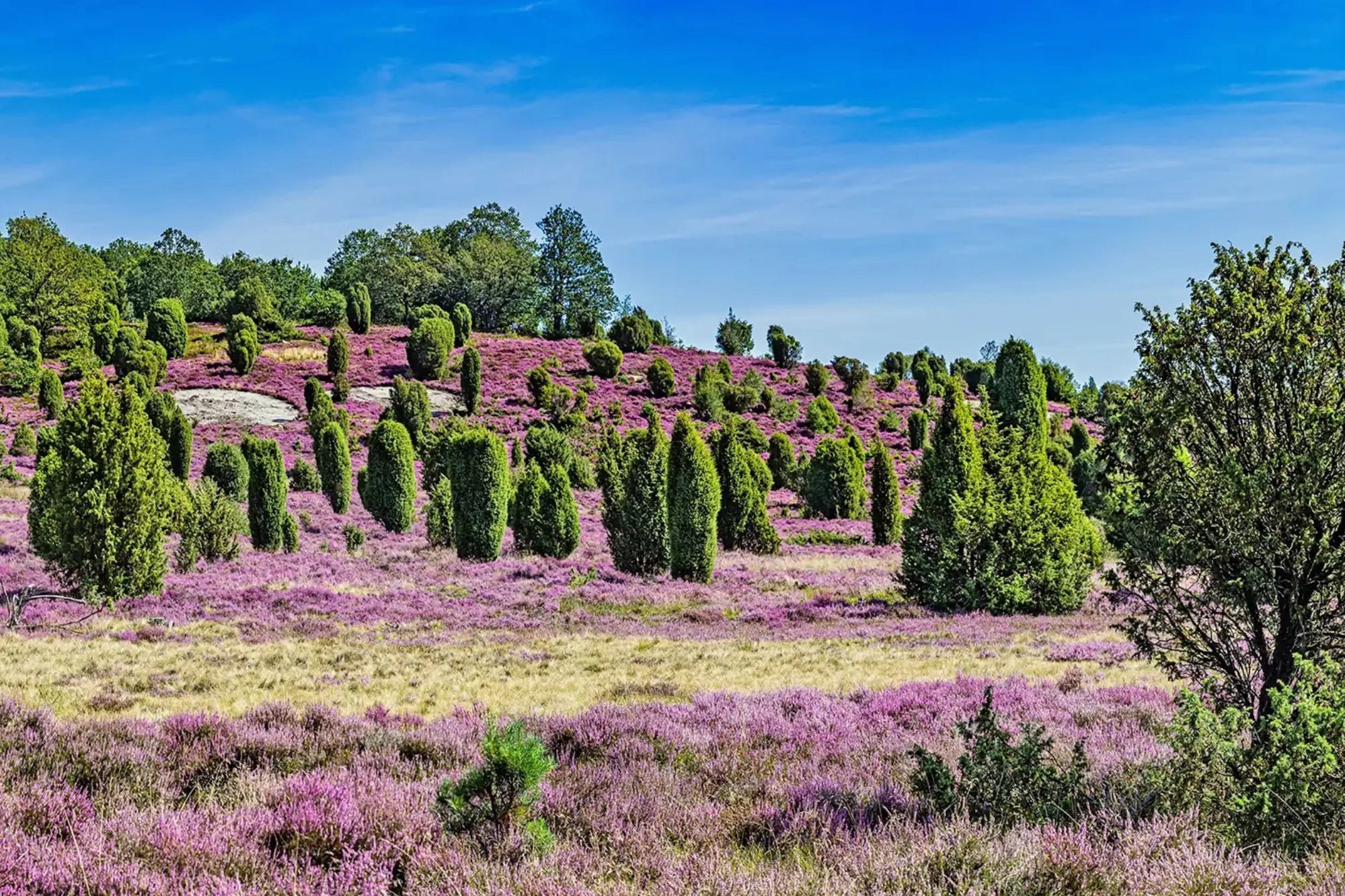 Lüneburger Heide typisches Panoramabild mit Wacholderbüschen und violetter Heide