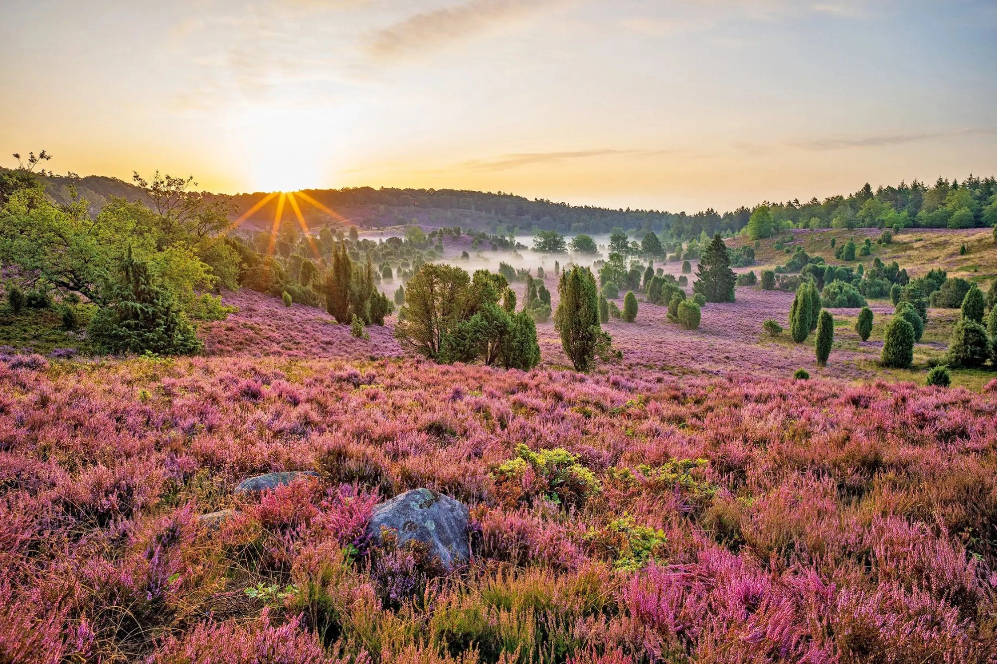 Sonnenaufgang am Totengrund mit blühender Heide in der Lüneburger Heide