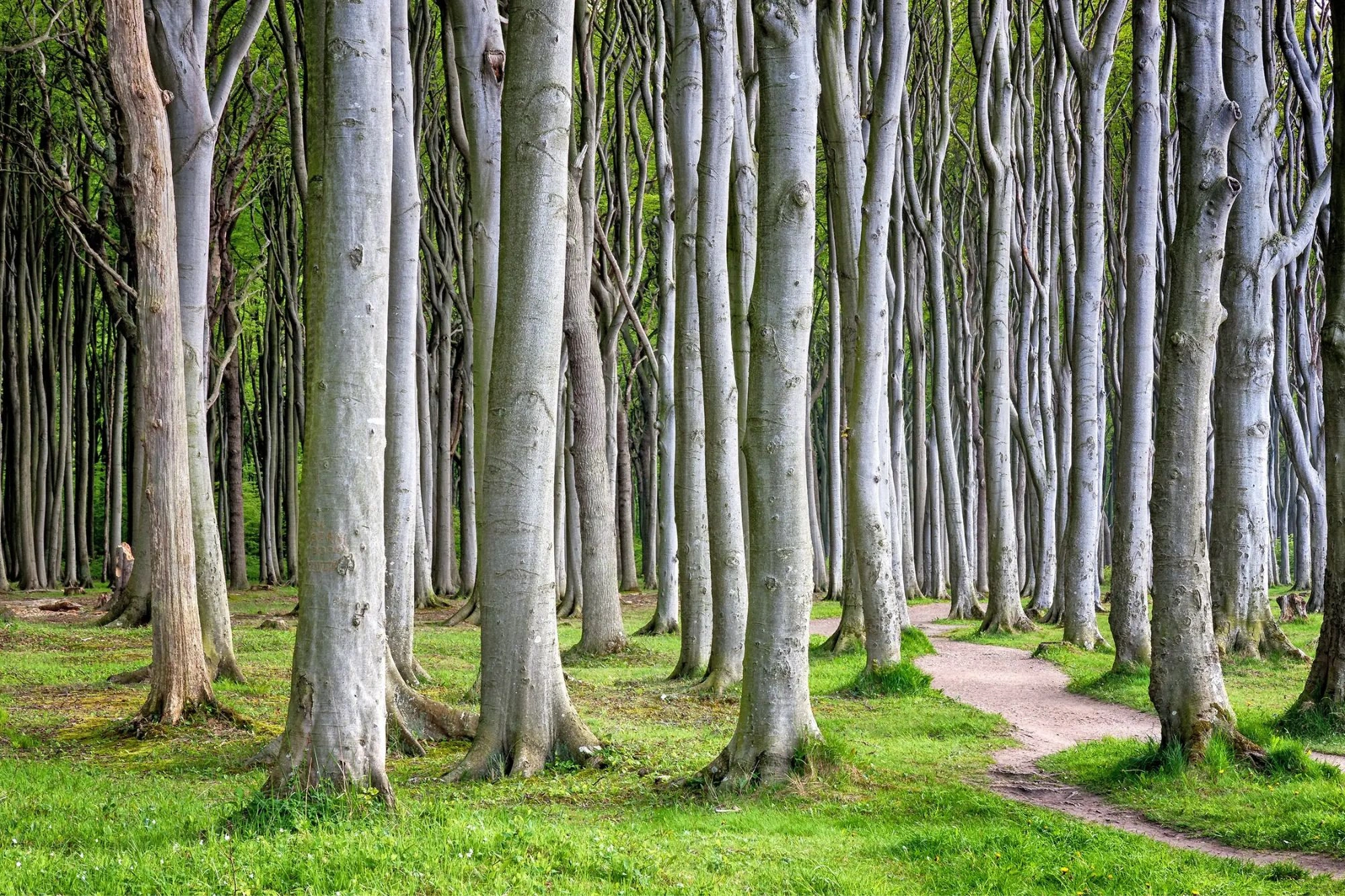 hochgewachsene Bäume im Gespensterwald Nienhagen an der Ostsee