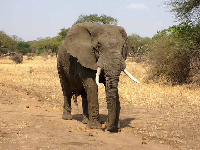 Rundreise durch Uganda - Elefanten im Queen-Elizabeth-Nationalpark