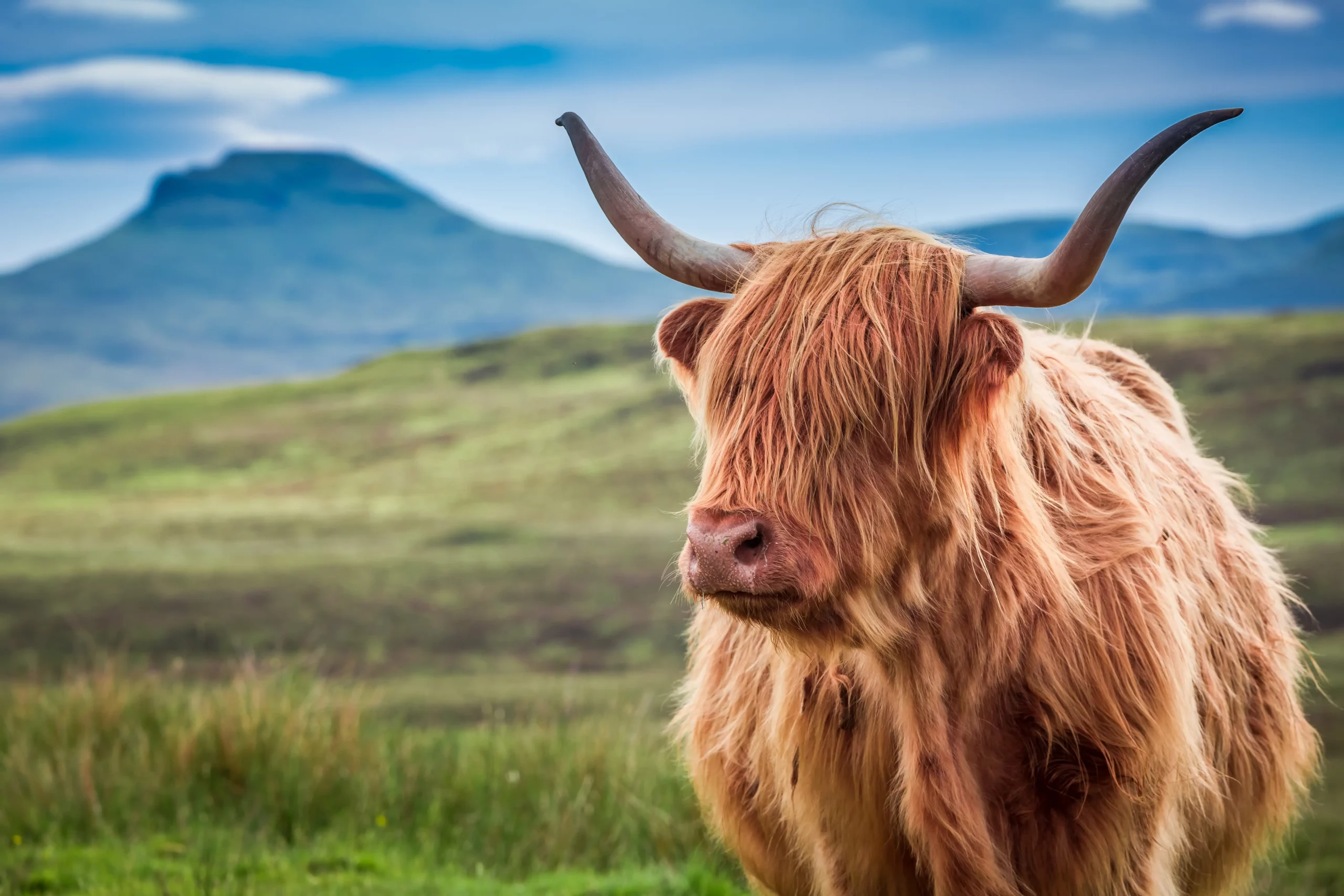 Highland Kuh in Isle of Skye mit grüner Wiese im Hintergrund