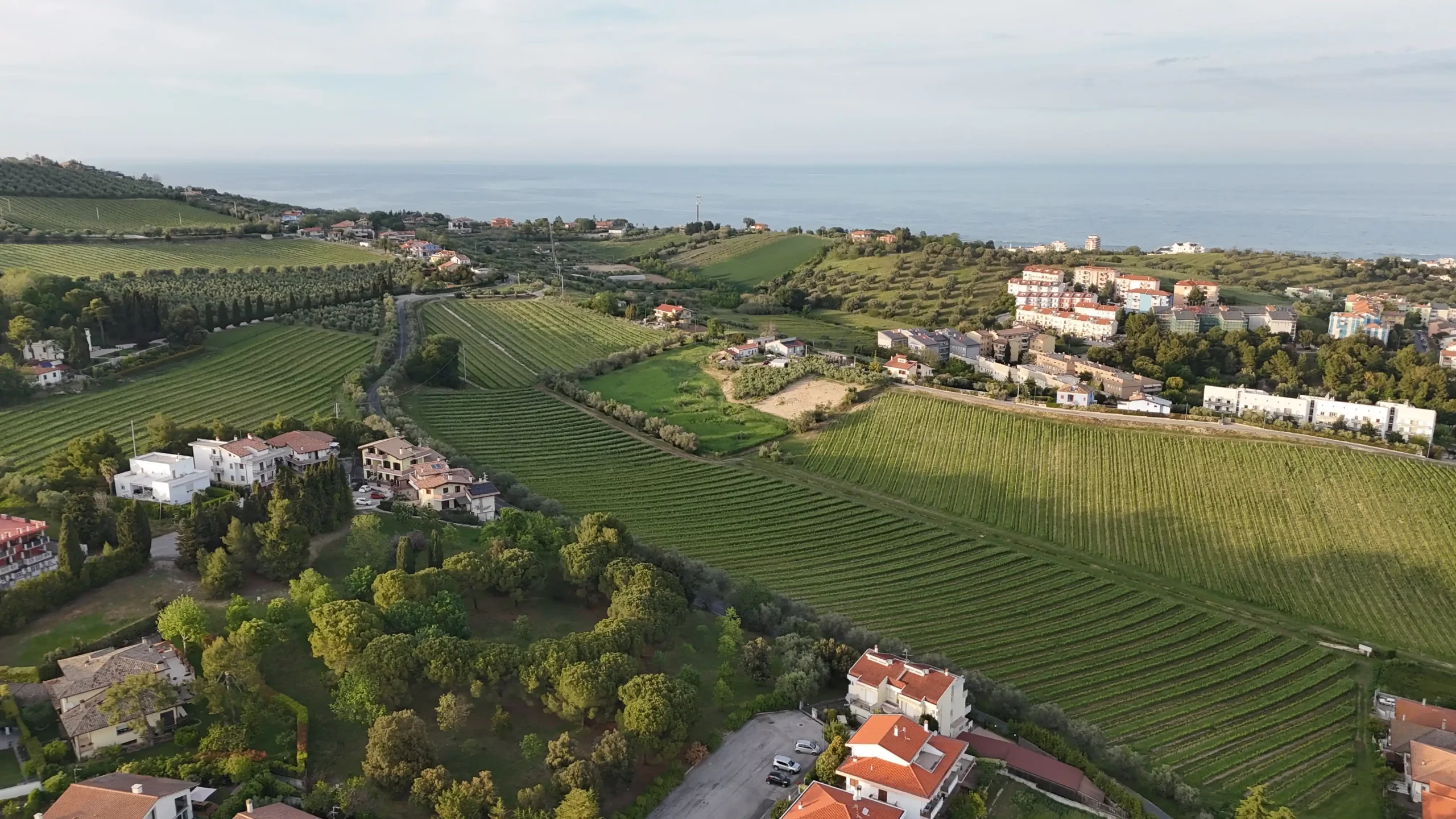 Photo showing the hills of the town of Roseto degli Abruzzi in Italy with fields covered with vines and olive trees. The Adriatic Sea is also visible.