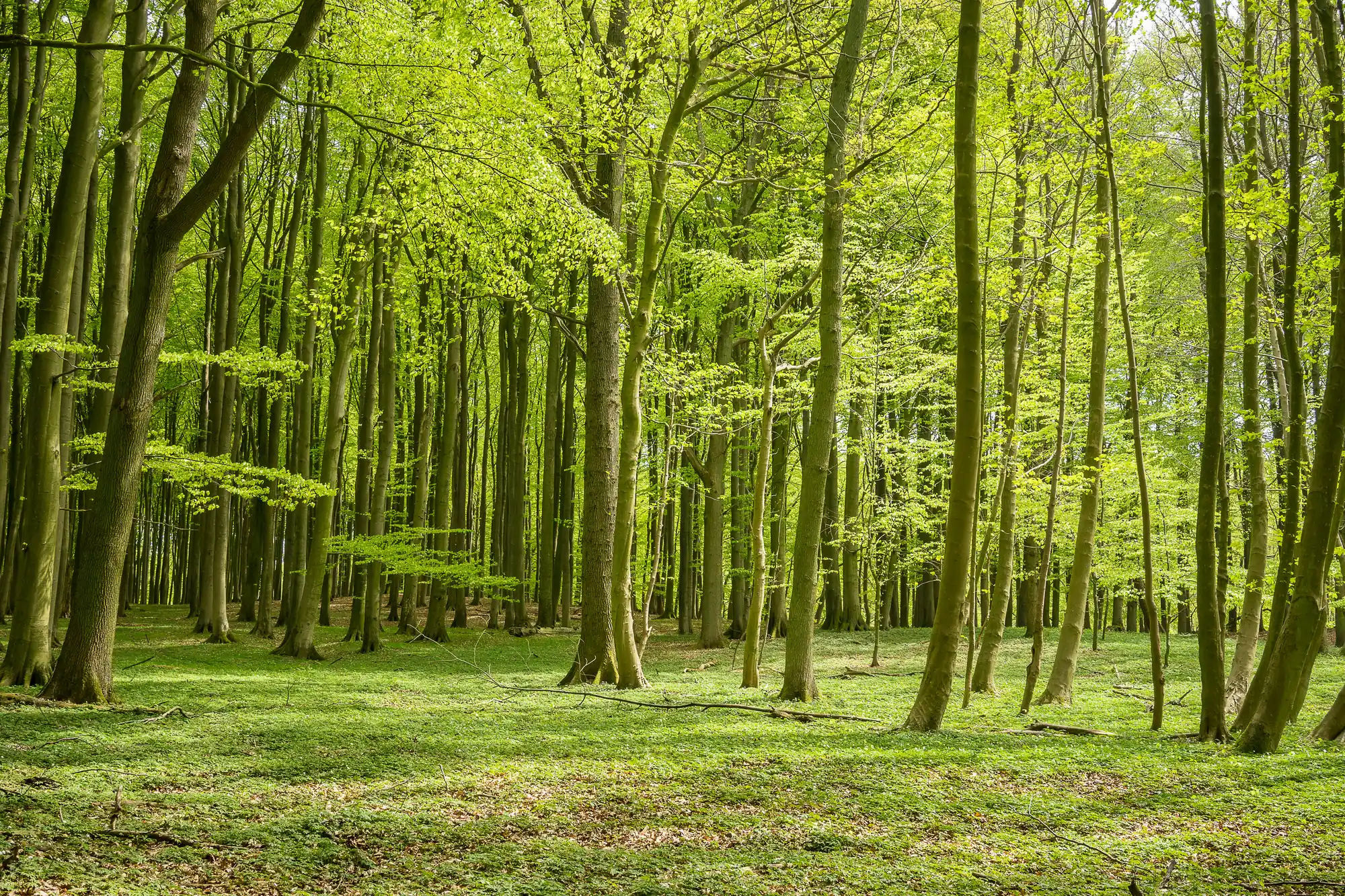 Frühlingslandschaft mit frischem Grün im Wald.