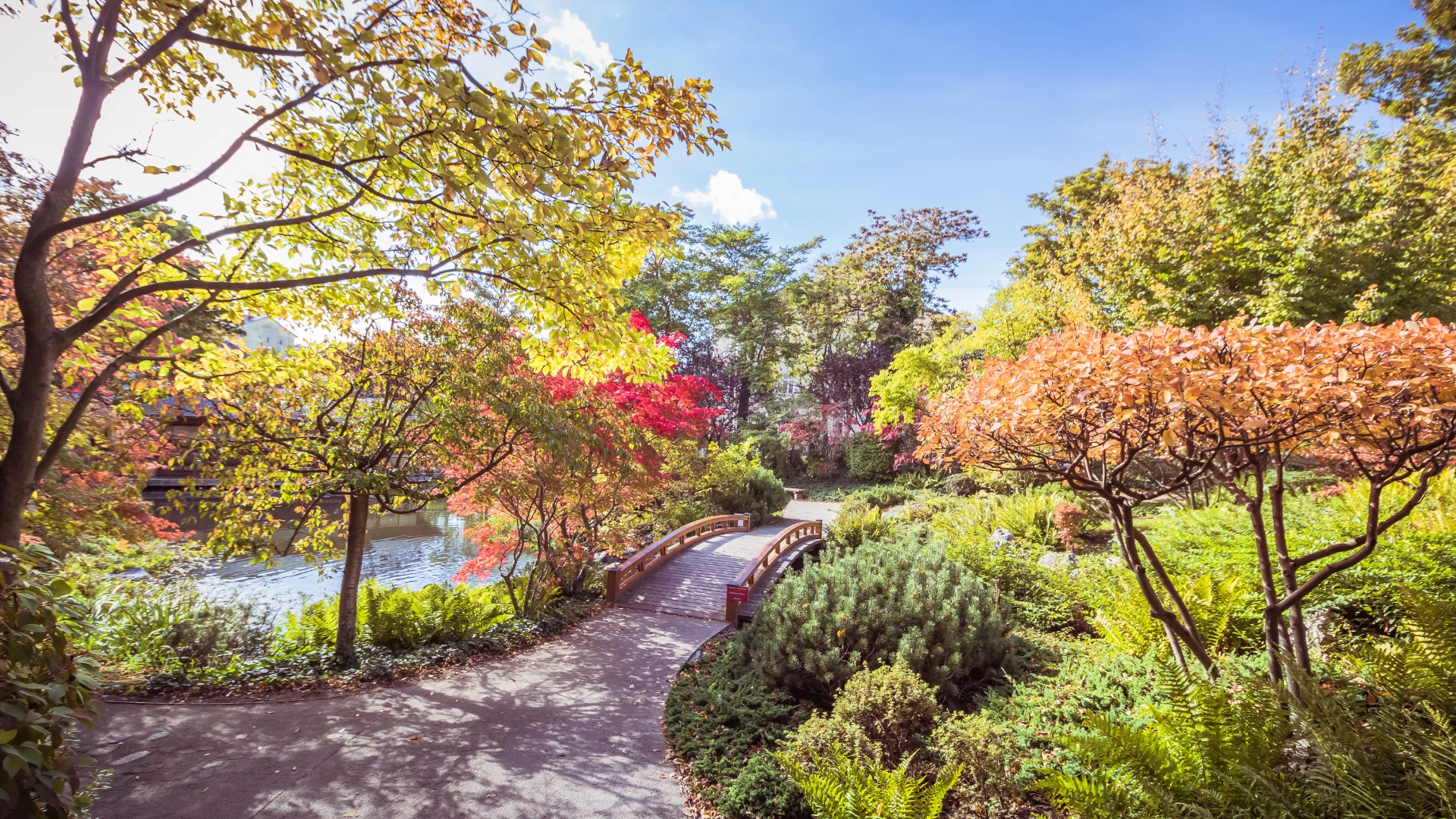 Dieses Foto zeigt den Setagayapark in Wien, eine idyllische japanische Gartenanlage. Eine elegante Holzbrücke führt über einen Teich, umgeben von farbenfrohen Bäumen und üppiger Vegetation. Die harmonische Gestaltung und die herbstliche Atmosphäre verleihen dem Park eine ruhige und meditative Stimmung.