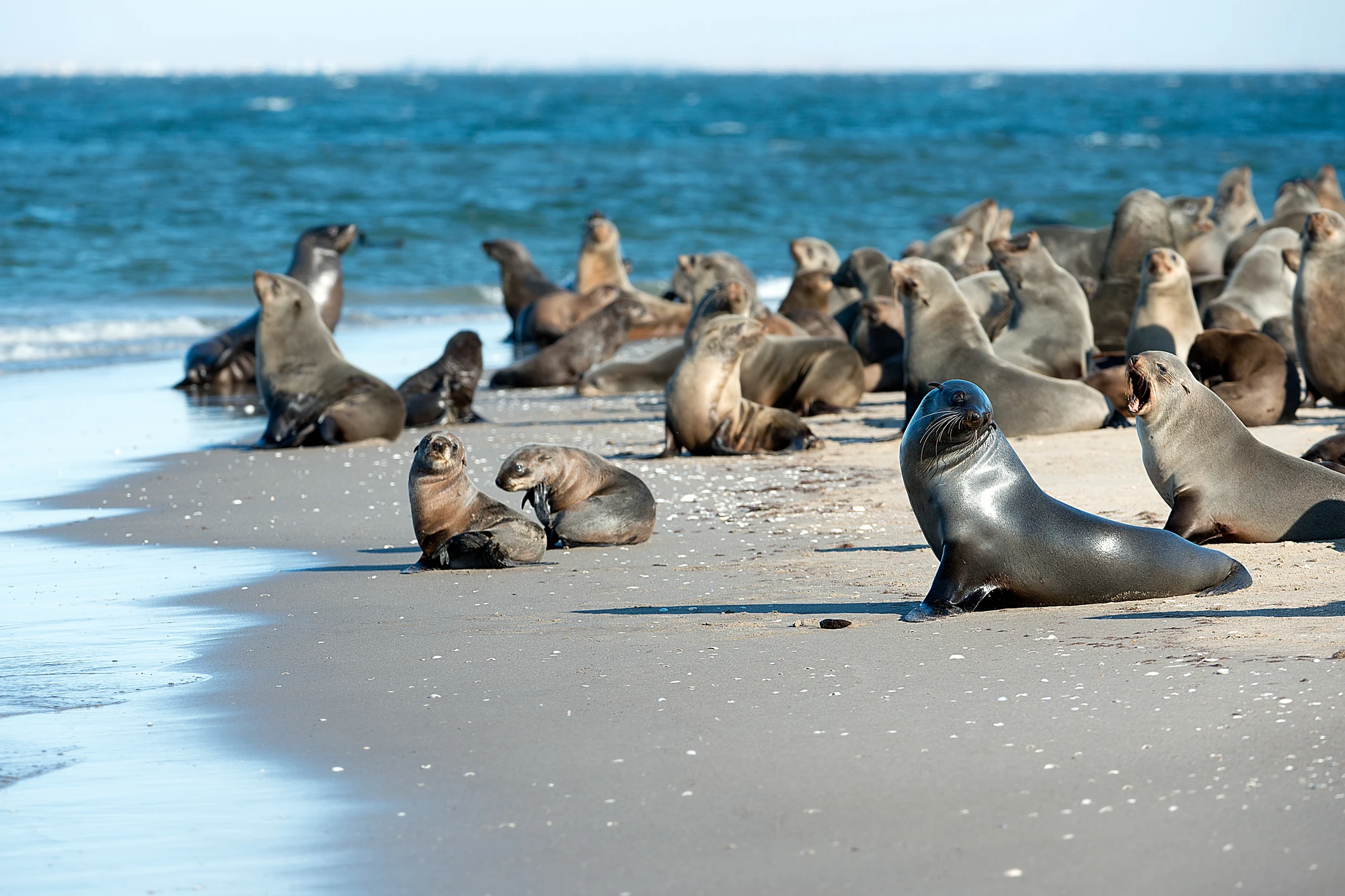 Mehrere Seelöwen liegen und sitzen am Strand nahe dem Wasser.