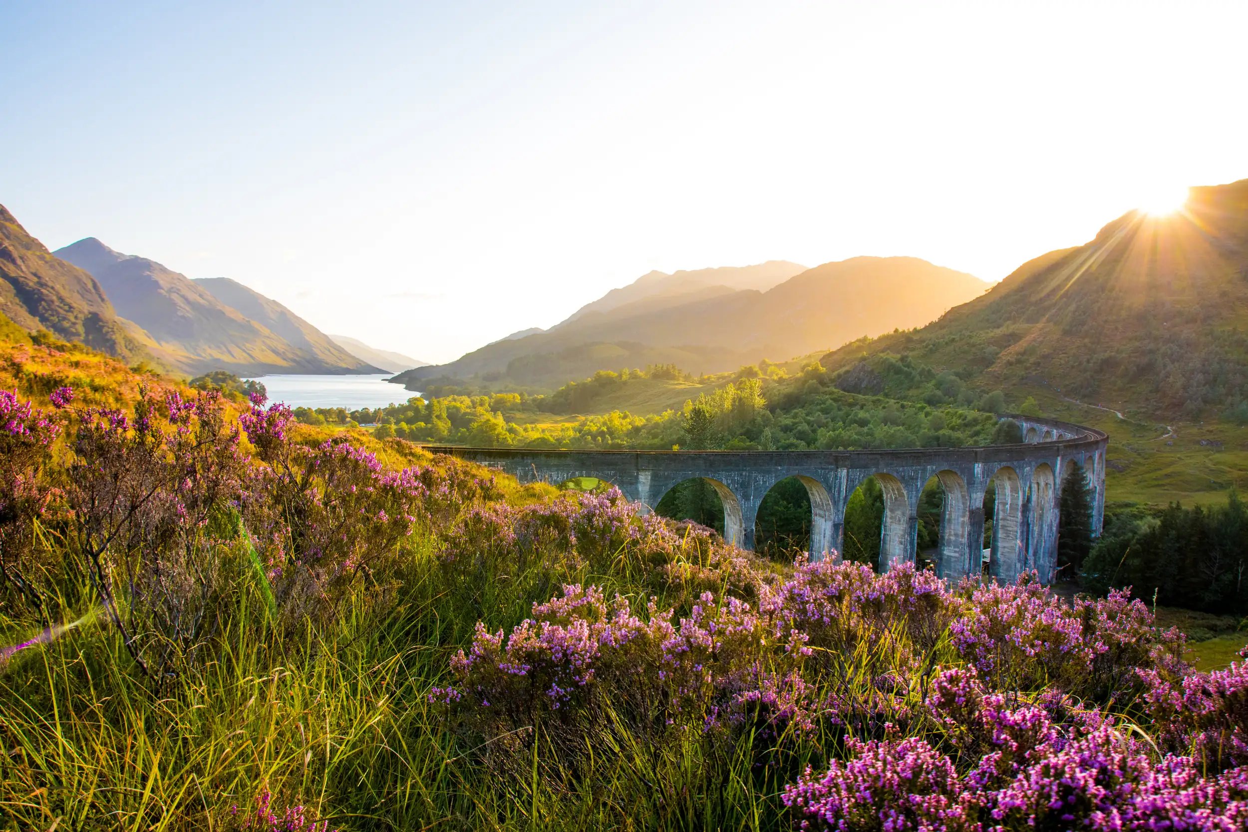 Glenfinnan Viaduct bei Sonnenuntergangn und lila Blüten im Vordergrund