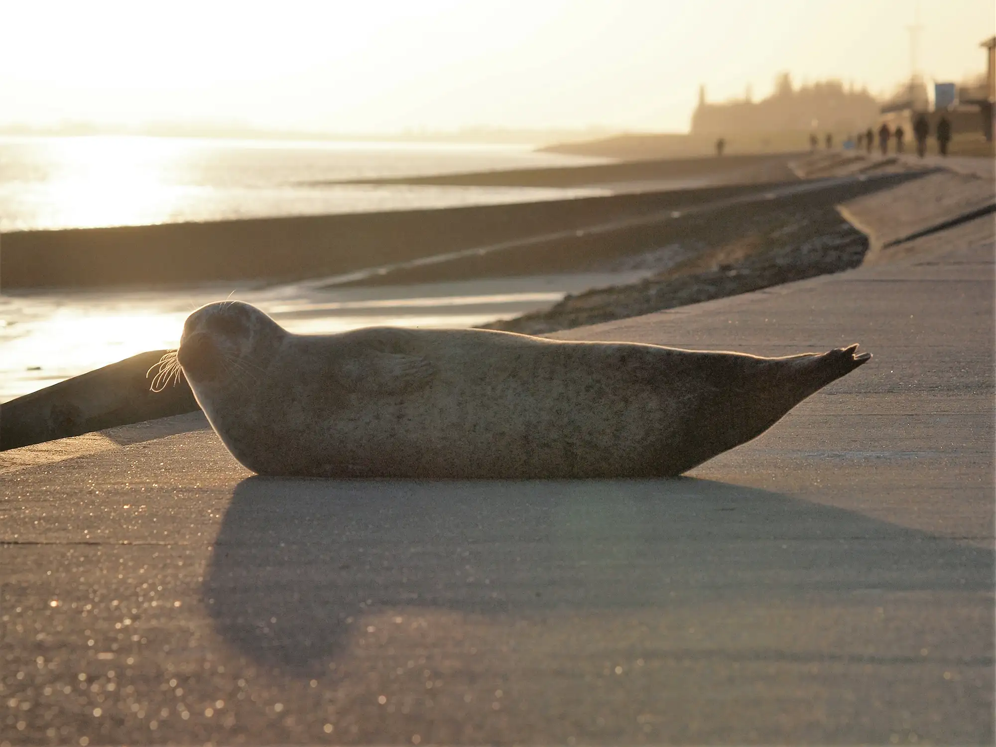 Robbe am Südstrand in Wilhelmshaven