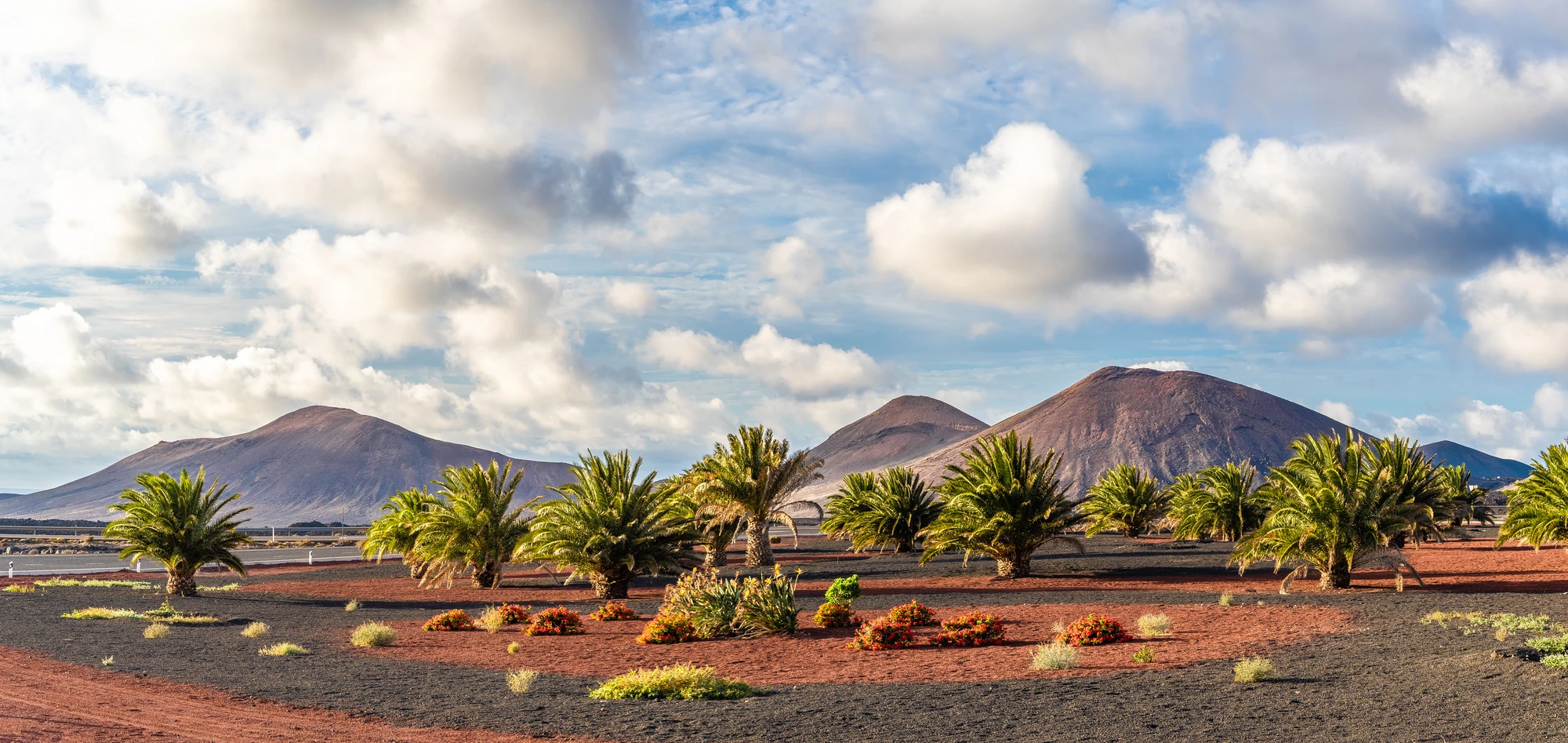 Landschaft mit Vulkanbergen im Hintergrund, davor Palmen und niedrige Büsche auf dunklem Boden unter bewölktem Himmel. Lanzarote