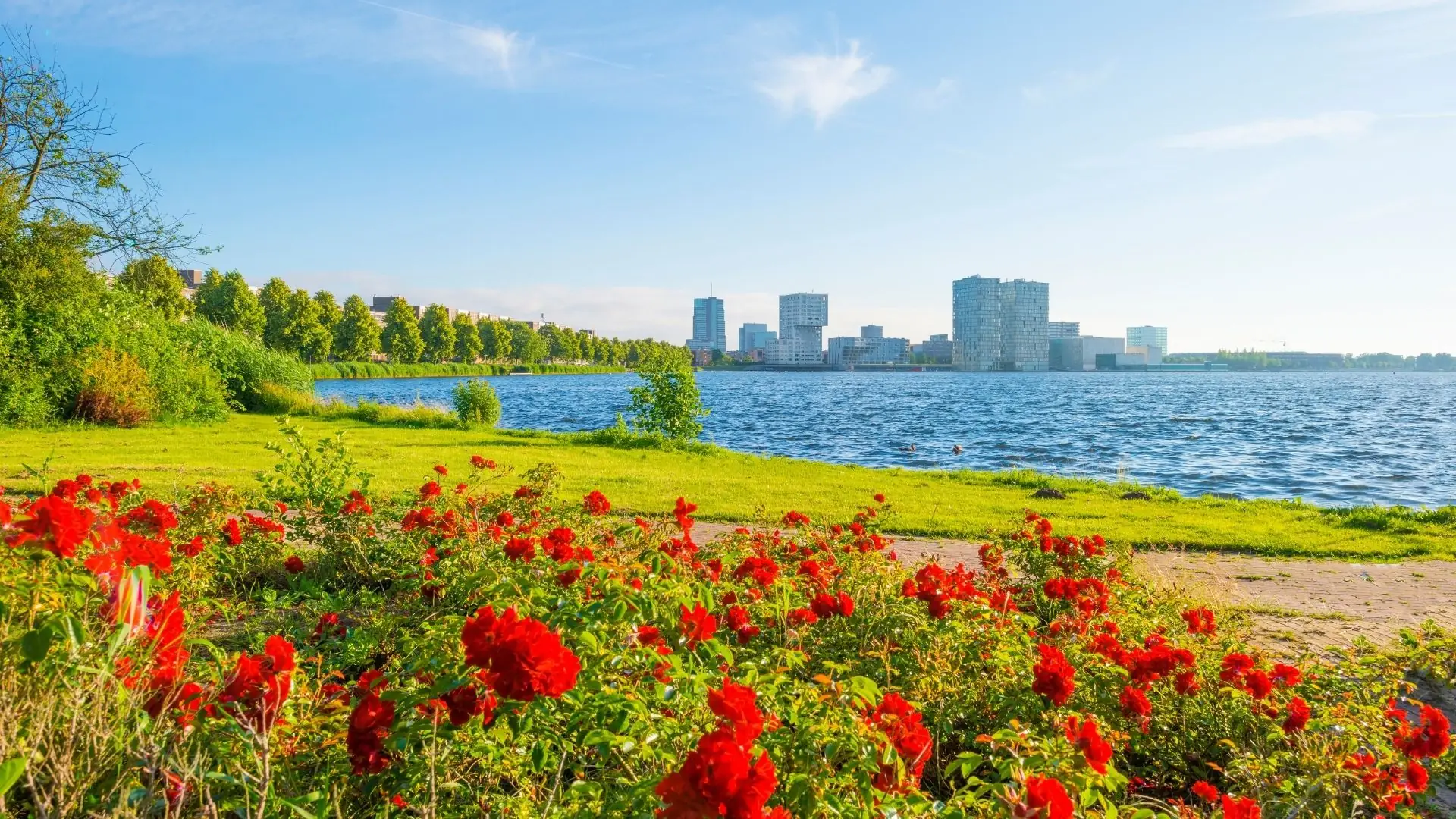 Aussicht auf den Almere See bei Sonnenschein, umgeben von blühenden Kaltschmohn. Die leuchtenden roten Blüten bilden einen schönen Kontrast zum glitzernden Wasser, während die sanfte Brise die Szene belebt. Ideal für Naturliebhaber, die die Farbenpracht der Flora in harmonischer Umgebung genießen möchten.