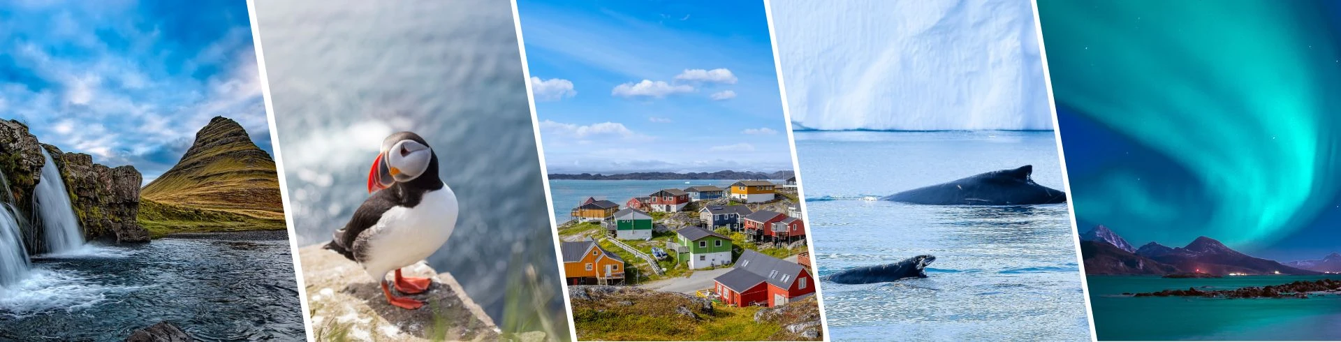 Ein Papageitaucher posiert an der Küste Islands.