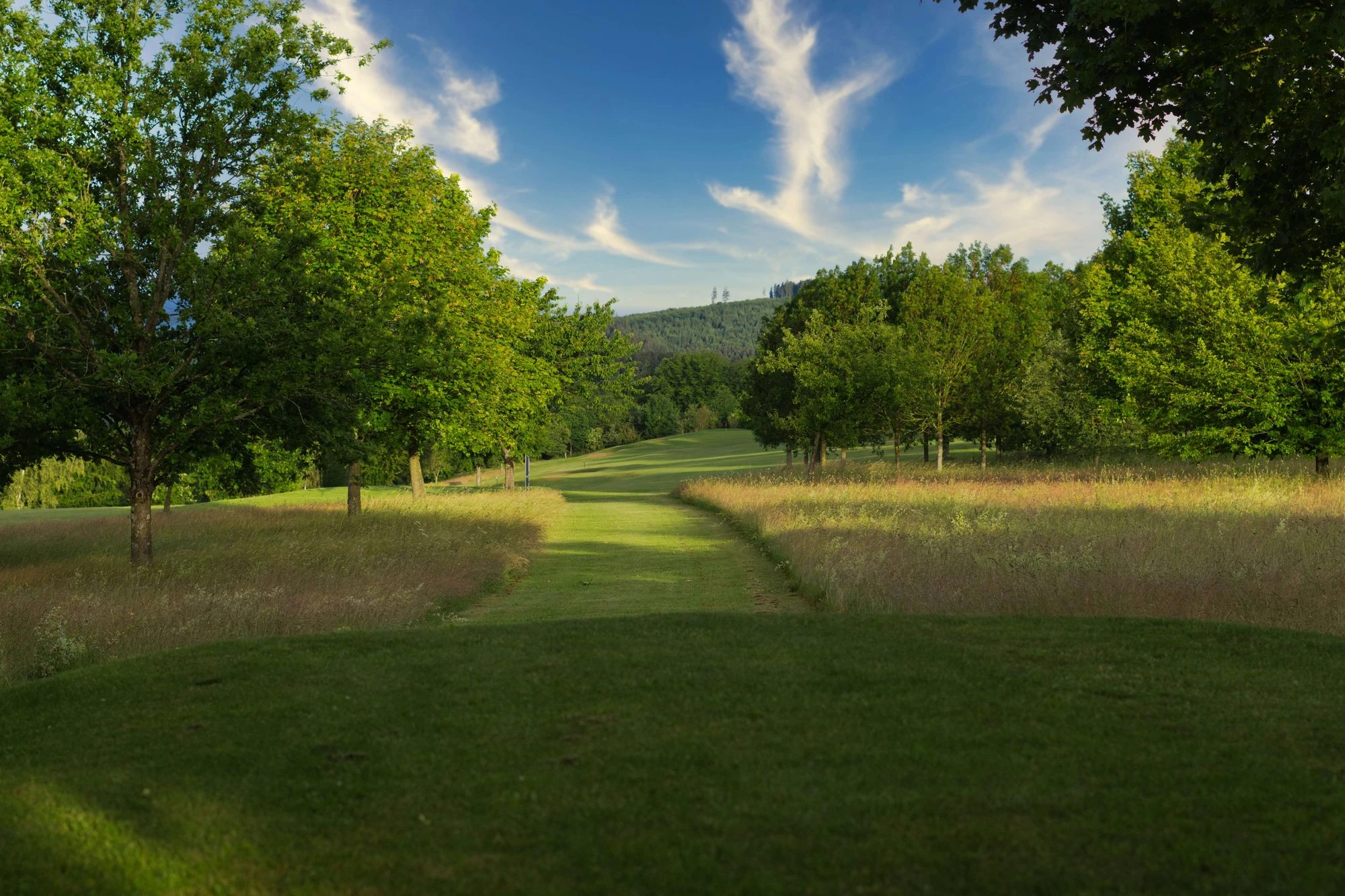 Golfclub Schmallenberg - Wiese am Golfplatz mit Bäumen