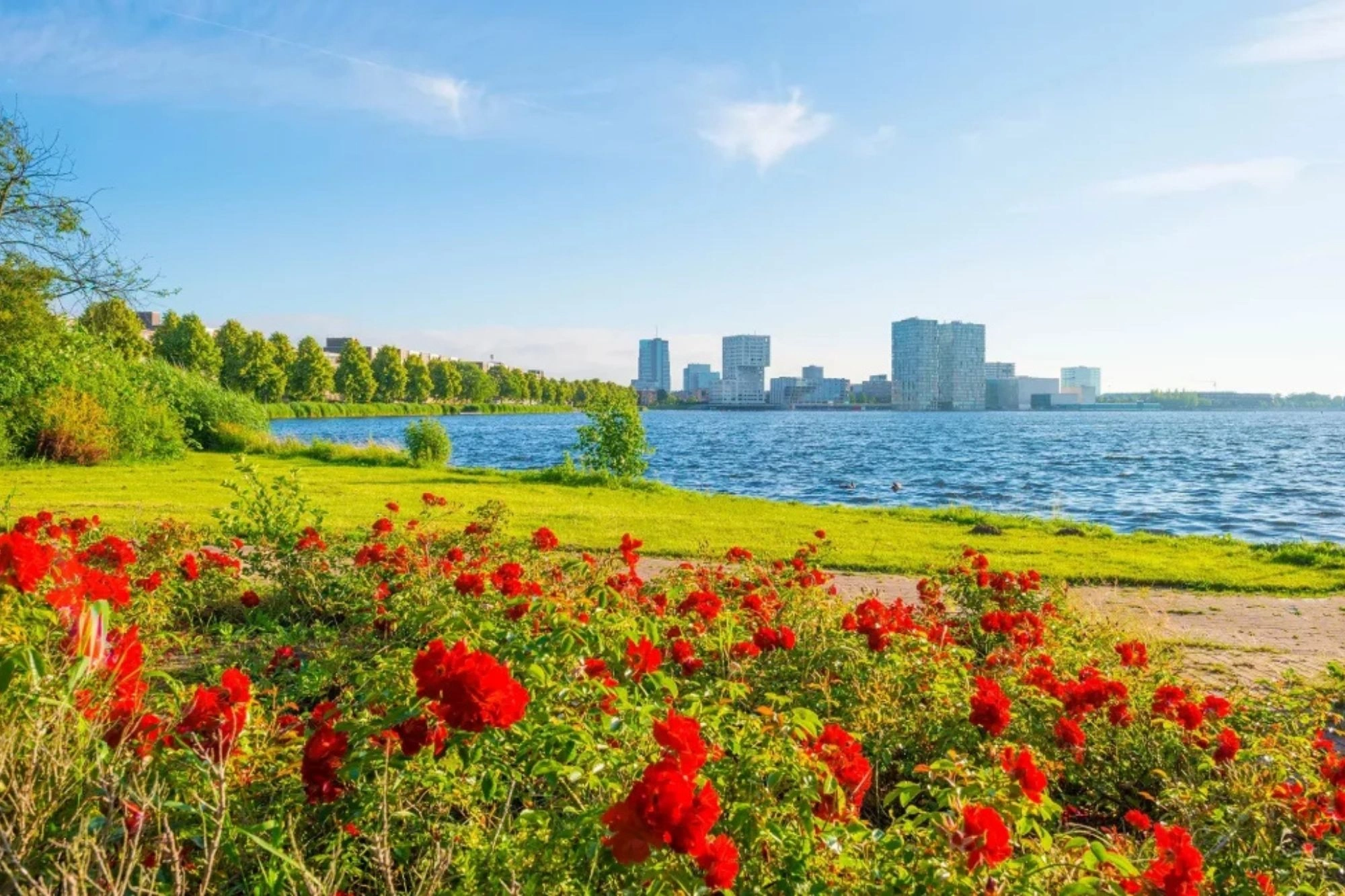 Aussicht auf den Almere See bei Sonnenschein, umgeben von blühenden Kaltschmohn. Die leuchtenden roten Blüten bilden einen schönen Kontrast zum glitzernden Wasser, während die sanfte Brise die Szene belebt. Ideal für Naturliebhaber, die die Farbenpracht der Flora in harmonischer Umgebung genießen möchten.