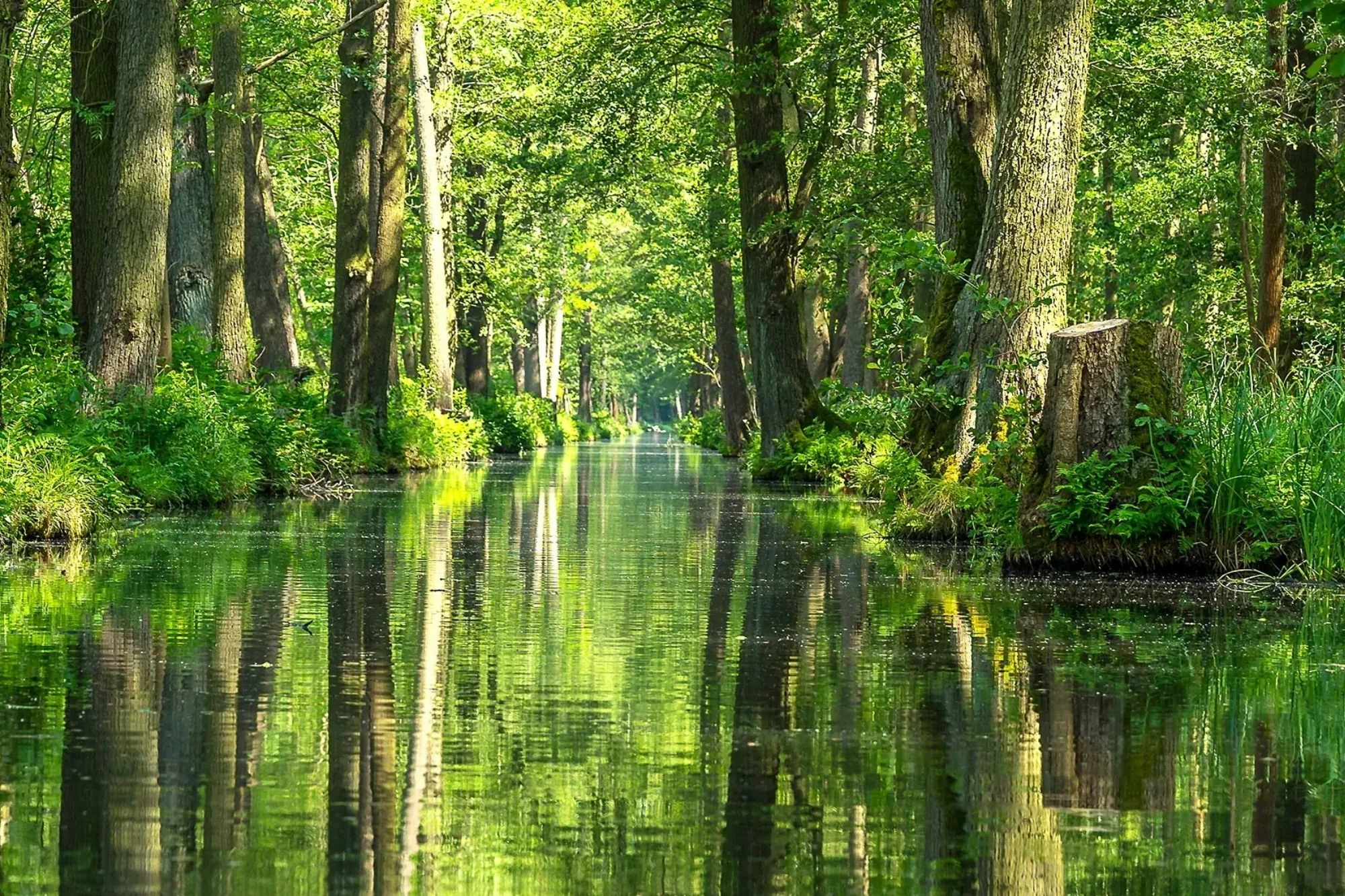 das Grün der Bäume und Uferbepflanzung spiegelt sich im Spreewaldfließ bei einem Besuch des Spreewald mit Hotel