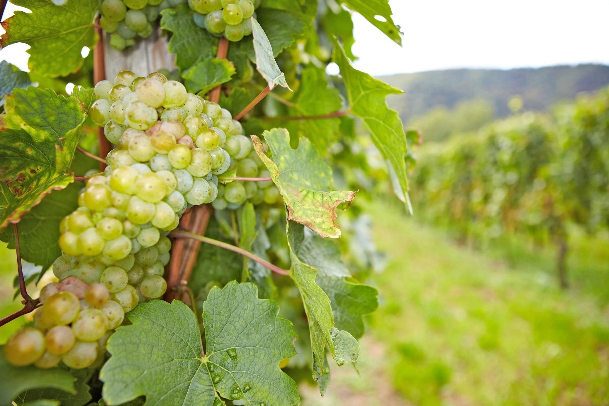 Weinstock mit Riesling-Weißwein-Trauben