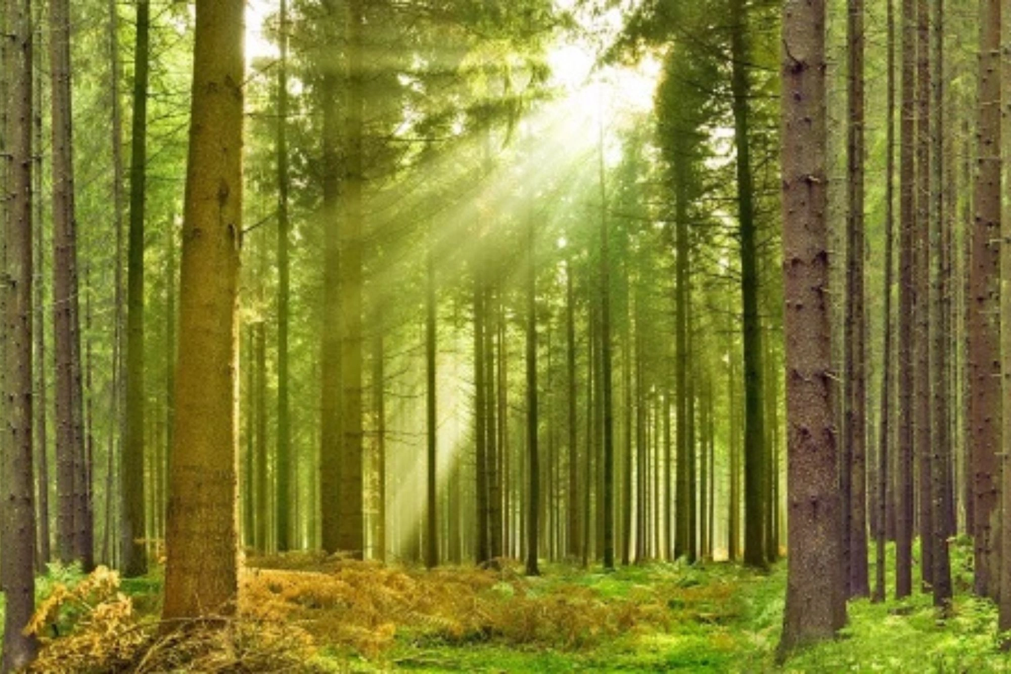 Ein sonniger Wald mit Lichtstrahlen, die durch die Bäume scheinen.