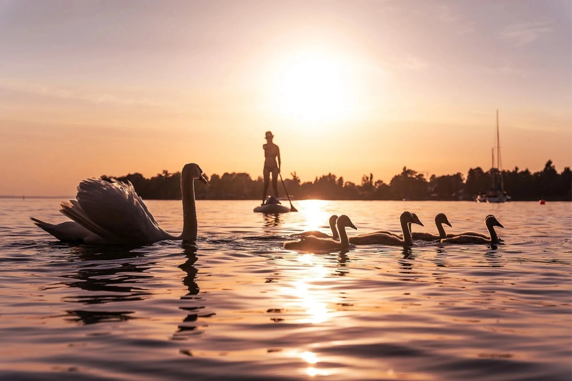 Standup-Paddler und Schwanenfamilie auf dem Bodensee.