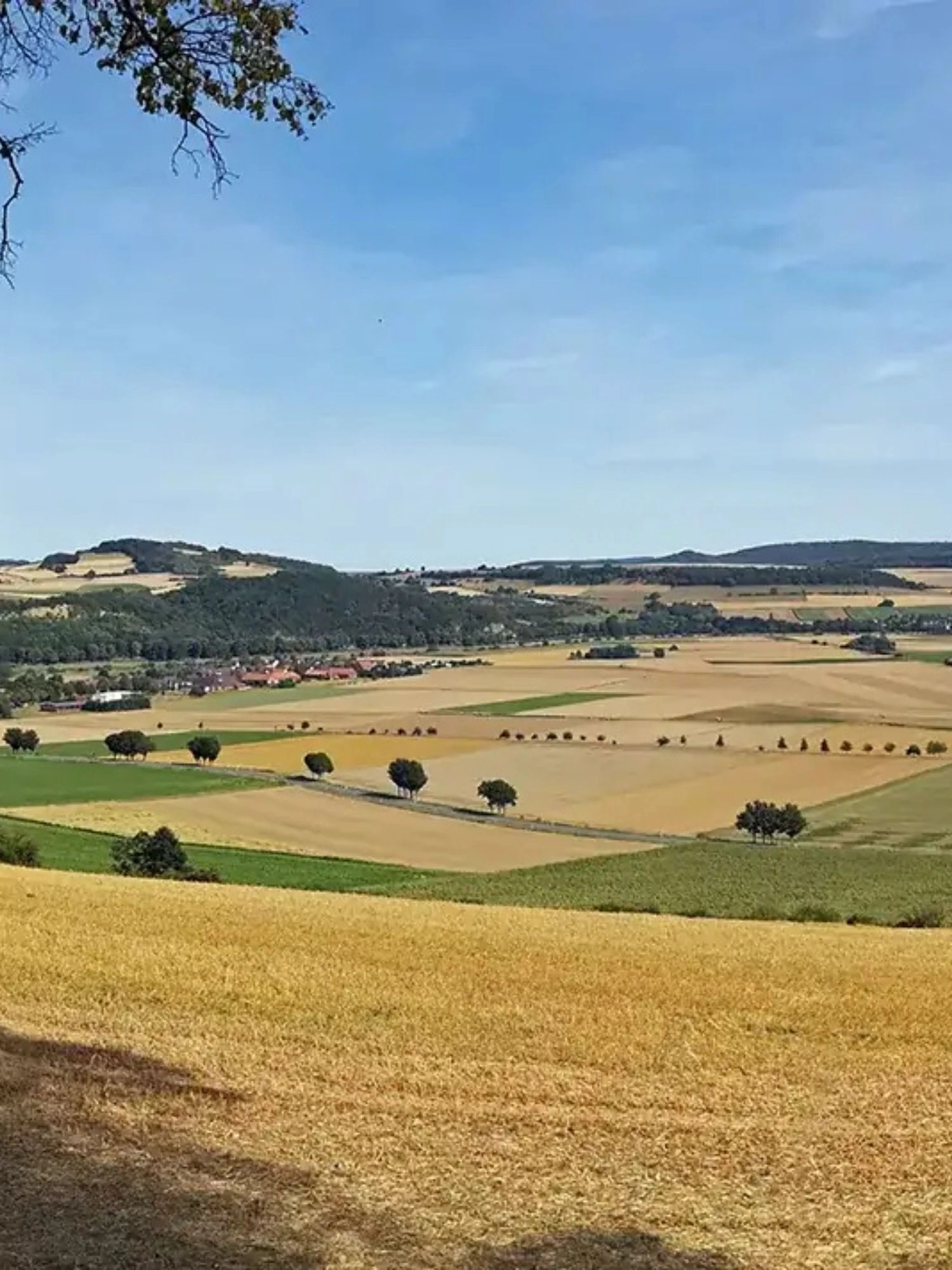 Weitläufige Felder mit Getreide und Bäumen vor bewaldeten Hügeln unter blauem Himmel