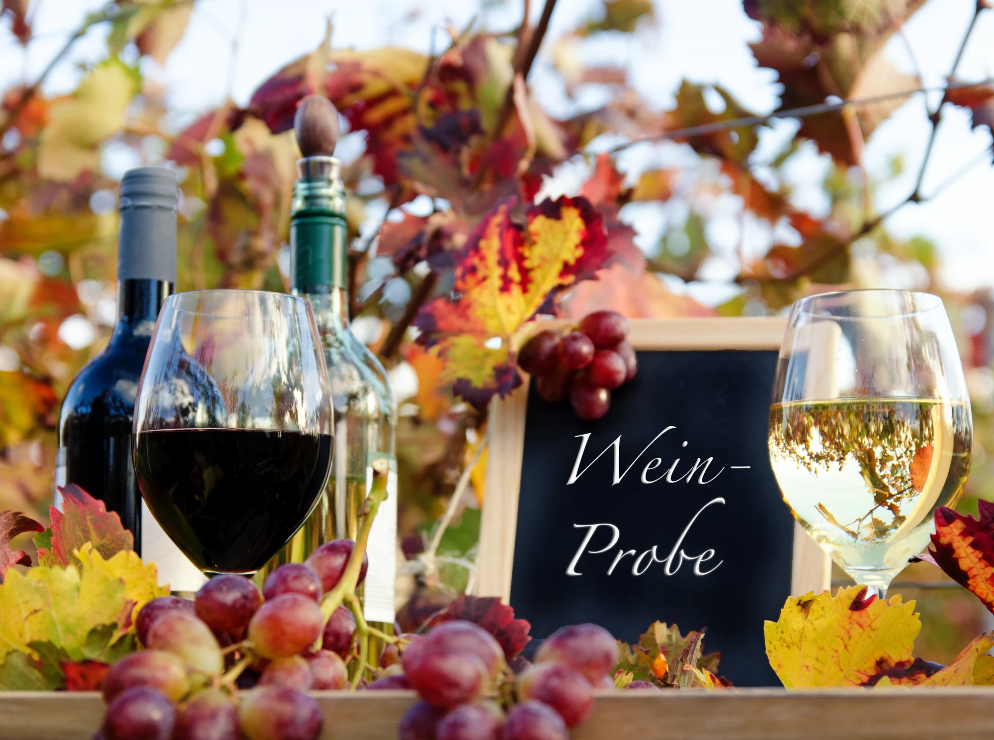 Wein in der Natur, Weinprobe Gläser im Herbst