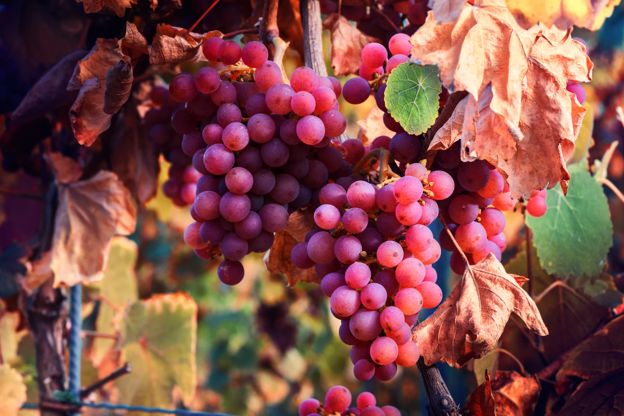 Wein - Lilane Weintrauben am Baum