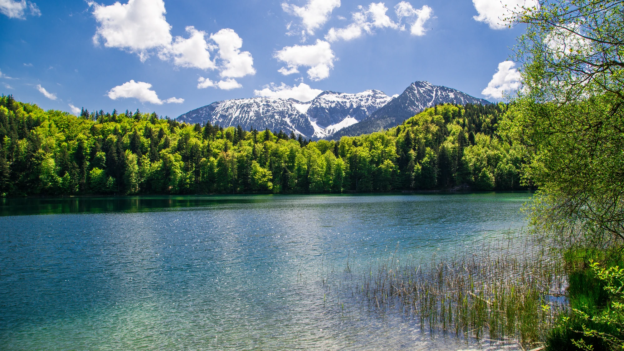 Das Bild zeigt einen malerischen See in Füssen, eingebettet zwischen sanften Hügeln und den beeindruckenden, schneebedeckten Gipfeln der Allgäuer Alpen. Umrahmt von üppigem grünen Wald, spiegelt das klare Wasser des Sees die majestätische Berglandschaft wider. Der strahlend blaue Himmel und die leichten Wolken verleihen der Szenerie eine friedliche, fast idyllische Atmosphäre, die zum Verweilen einlädt.