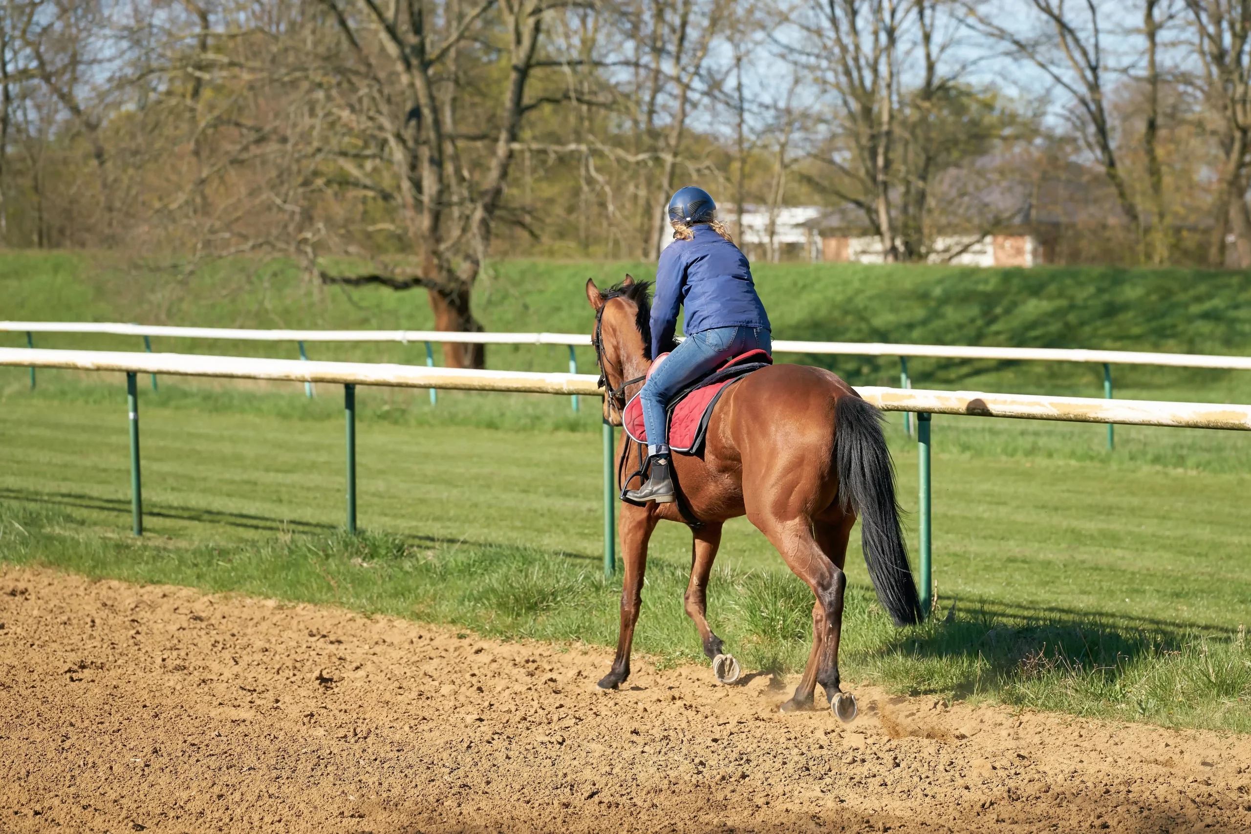 Pferd und Reiterin beim Training auf der Galopprennbahn im Herrenkrug bei Magdeburg