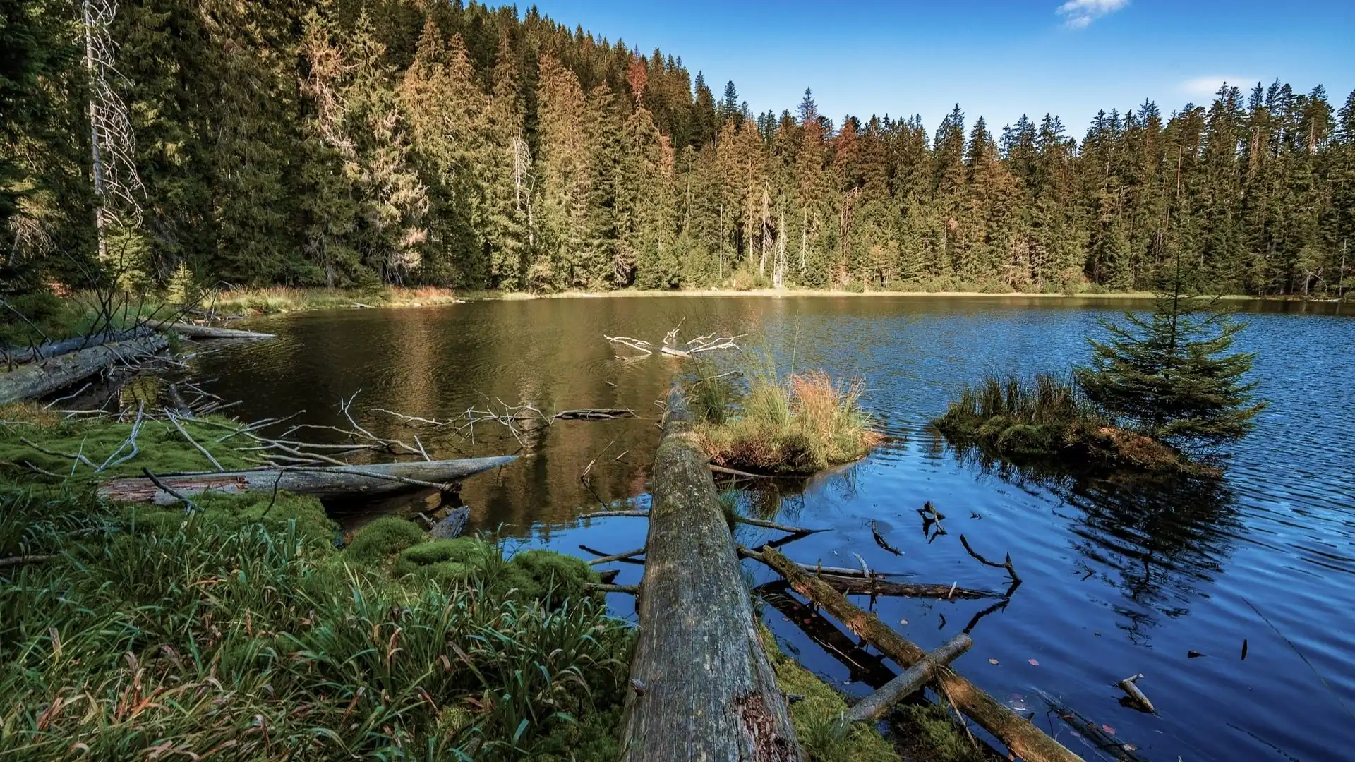 See mit umgestürzten Baumstämmen und Ufer mit Gras vor einem dichten Nadelwald unter blauem Himmel