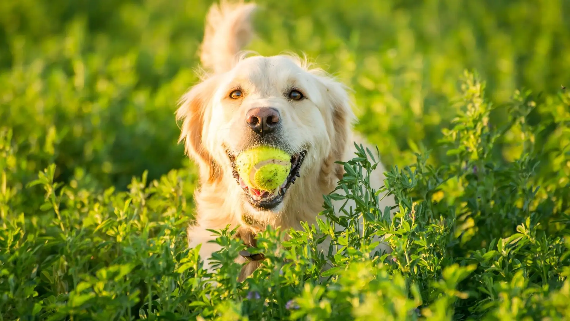 Golden Retriever sitzt im hohen Gras und hält einen Ball im Maul