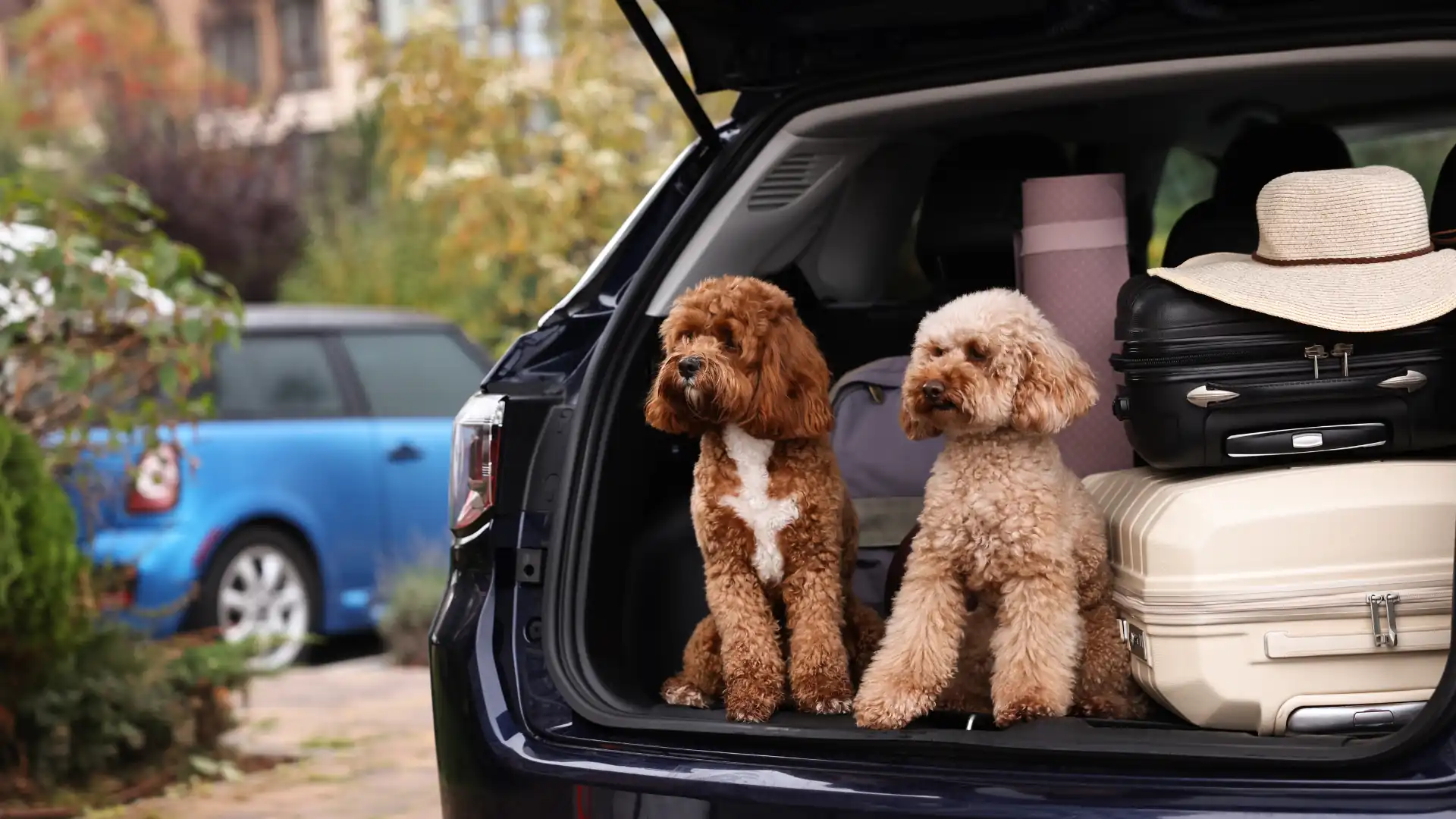 Niedliche, flauschige Hunde sitzen neben Koffern im Kofferraum eines Autos.