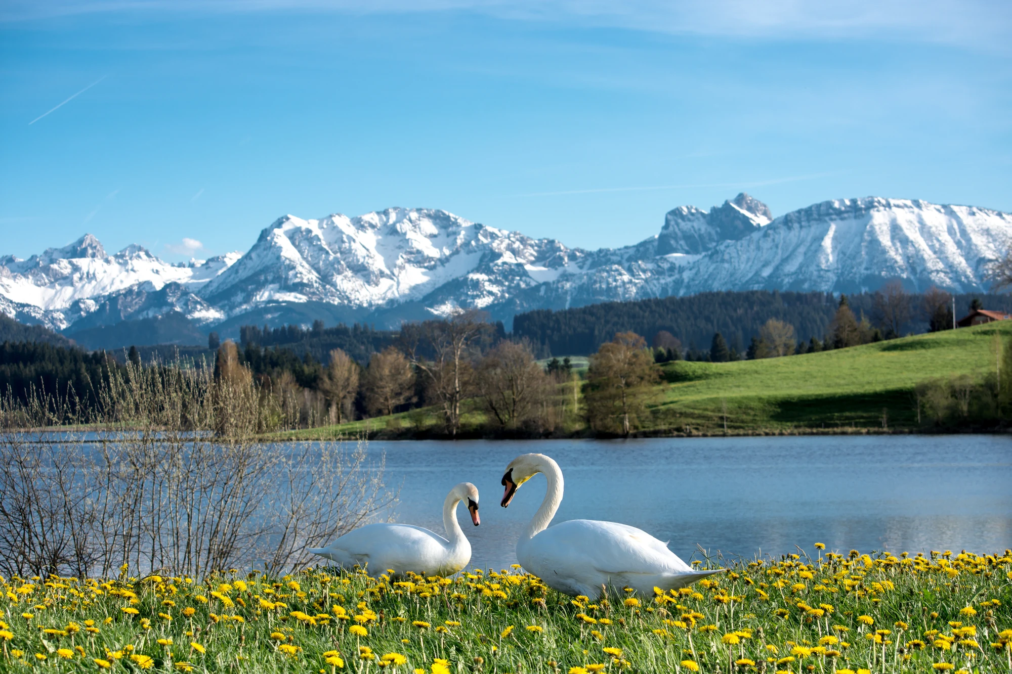 Das Bild zeigt einen malerischen Ausblick auf die Allgäuer Alpen in Kempten, mit einem ruhigen See im Vordergrund. Zwei Schwäne sind auf einer blühenden Wiese mit Löwenzahn zu sehen, während sich im Hintergrund schneebedeckte Berge und grüne Wiesen erstrecken. Der klare blaue Himmel und die idyllische Landschaft vermitteln eine friedliche und naturnahe Atmosphäre.