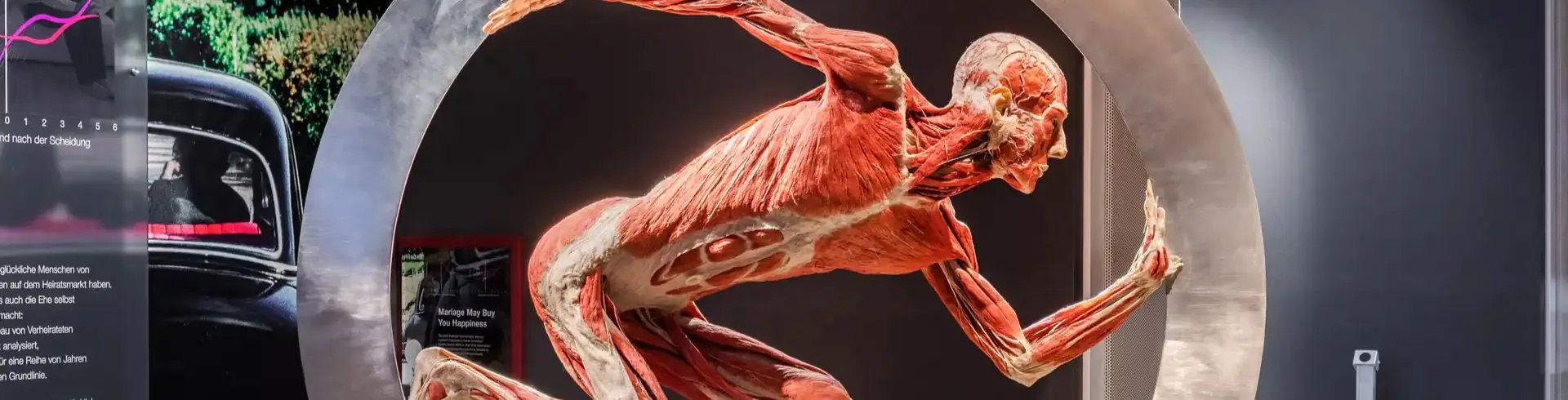 Körperwelten Museum Berlin: Anatomisches Modell eines menschlichen Körpers ohne Haut, das Muskeln und Knochen zeigt, in einer Laufrad-Installation in der Ausstellung Körperwelten Berlin