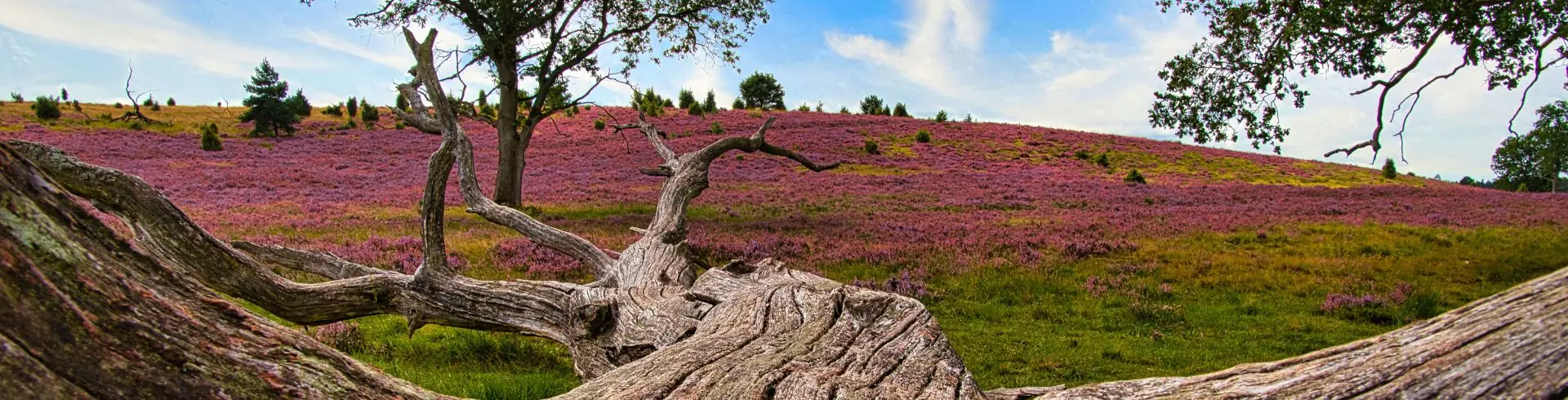 Weite Heidelandschaft mit lila blühender Heide, grünem Gras und einem großen, knorrigen Baumstamm im Vordergrund unter blauem Himmel mit Wolken.