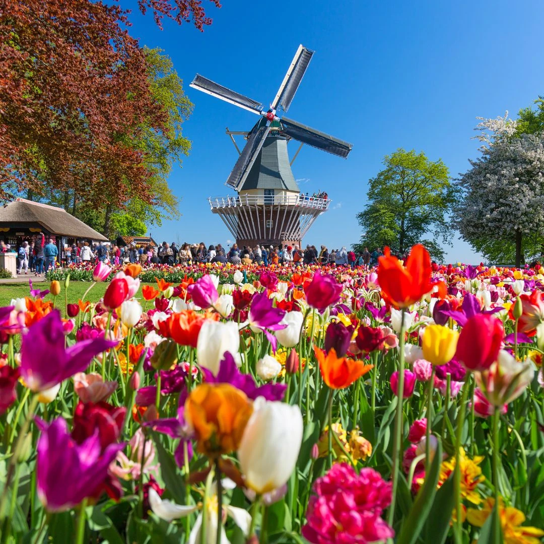 Nahaufnahme von Tulpenblumen vor einer historischen Windmühle.