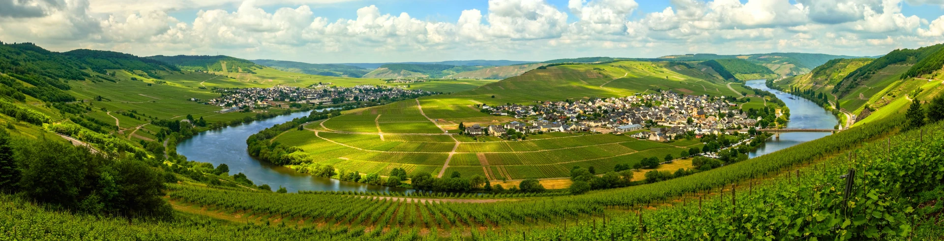 Moselschleife mit grün Weinbergen