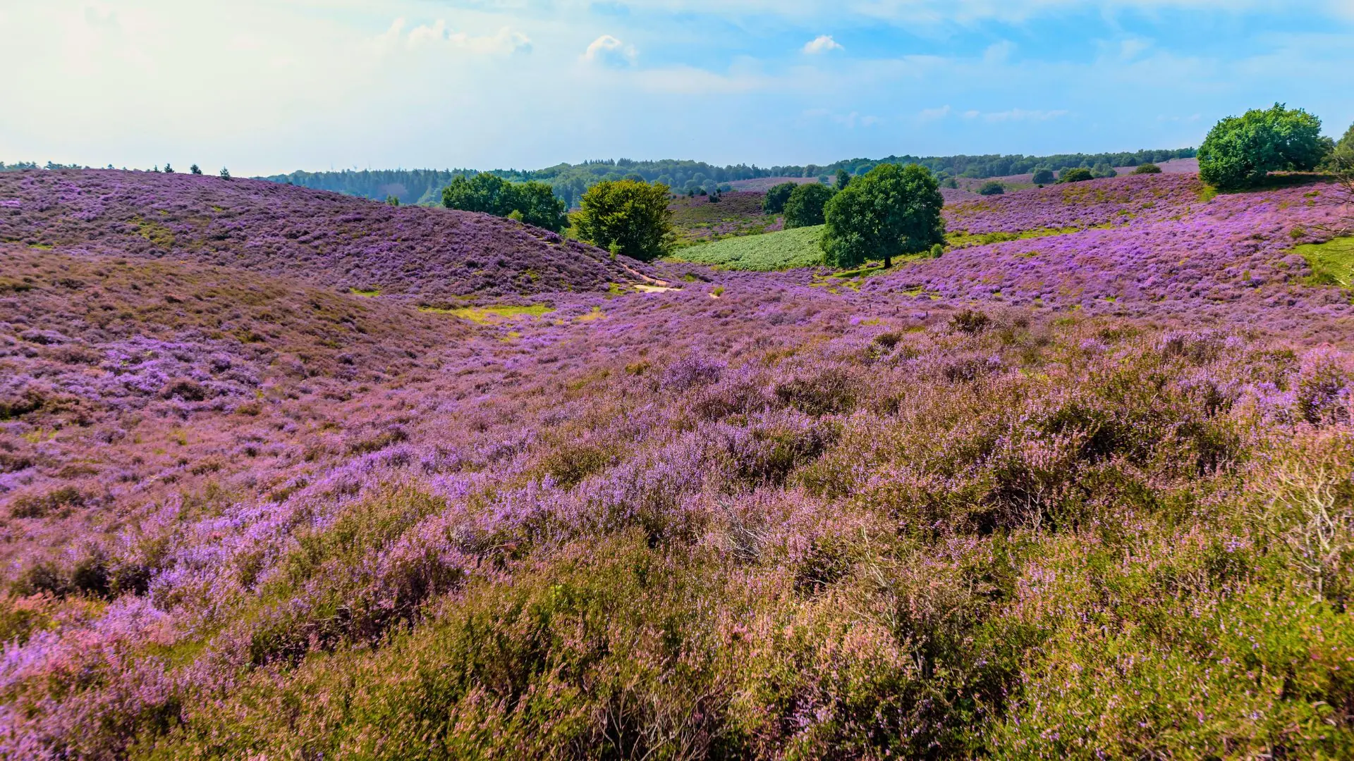 Landschaft im Nationalpark Veluwezoom bei Arnhem mit weitläufigen lila blühenden Heideflächen und vereinzelten Bäumen unter blauem Himmel.