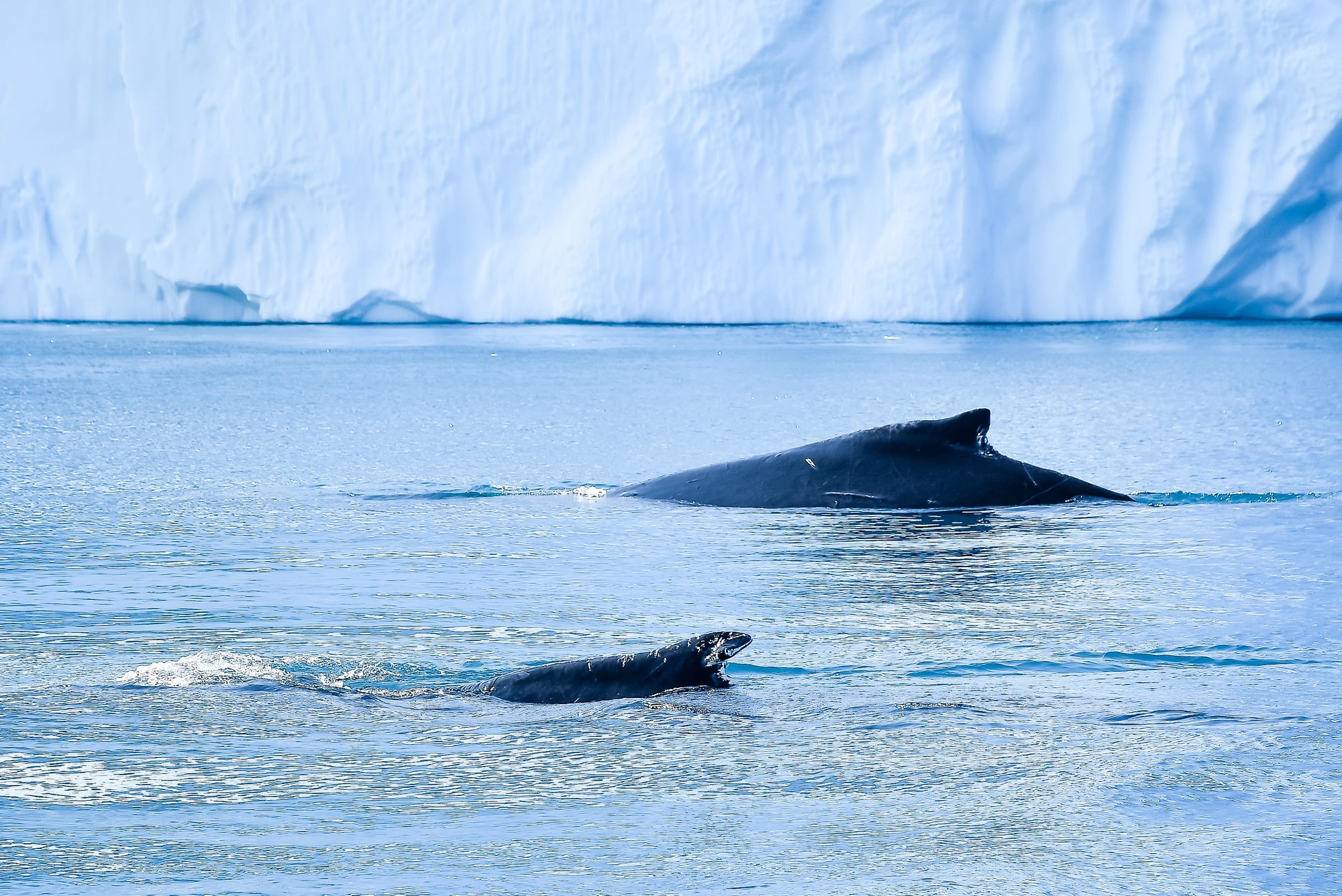 Ein Buckelwal vor einem majestätischen Eisberg im Ozean.