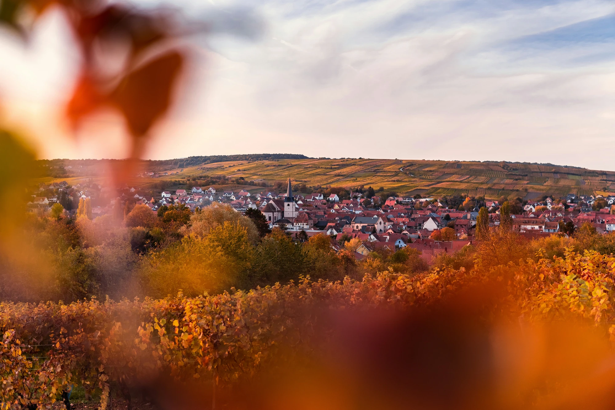 Aussicht auf die Weinberge in Rosheim, Elsass, im Herbst. Die sanften Hügel sind in warmen Herbsttönen gefärbt, während die bunten Blätter der Reben eine malerische Kulisse bieten. Der klare Himmel ergänzt die idyllische Landschaft.