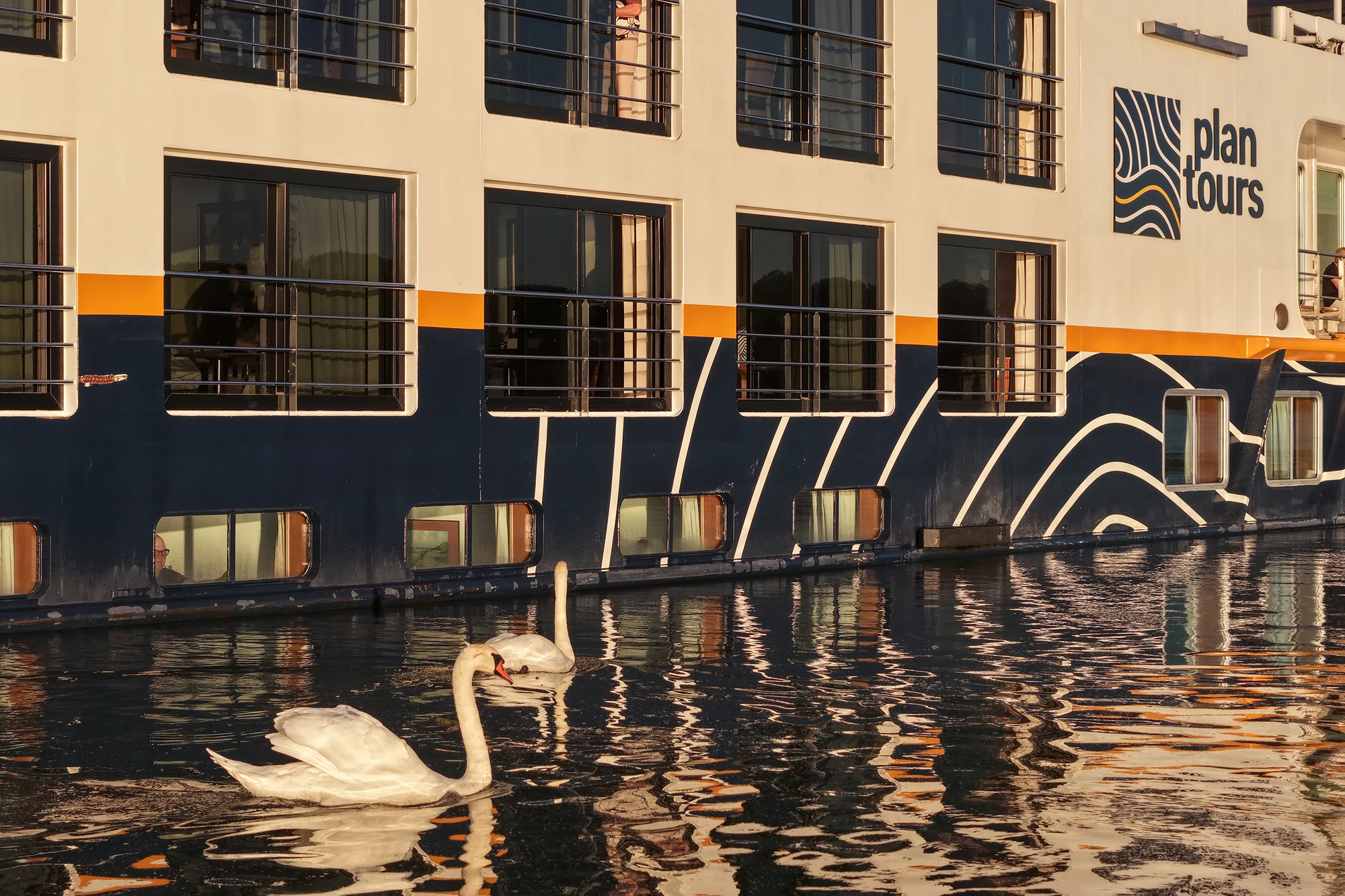 Zwei Schwäne schwimmen vor einem Schiff mit dem Schriftzug 'plan tours' und wellenförmigem Muster am Rumpf