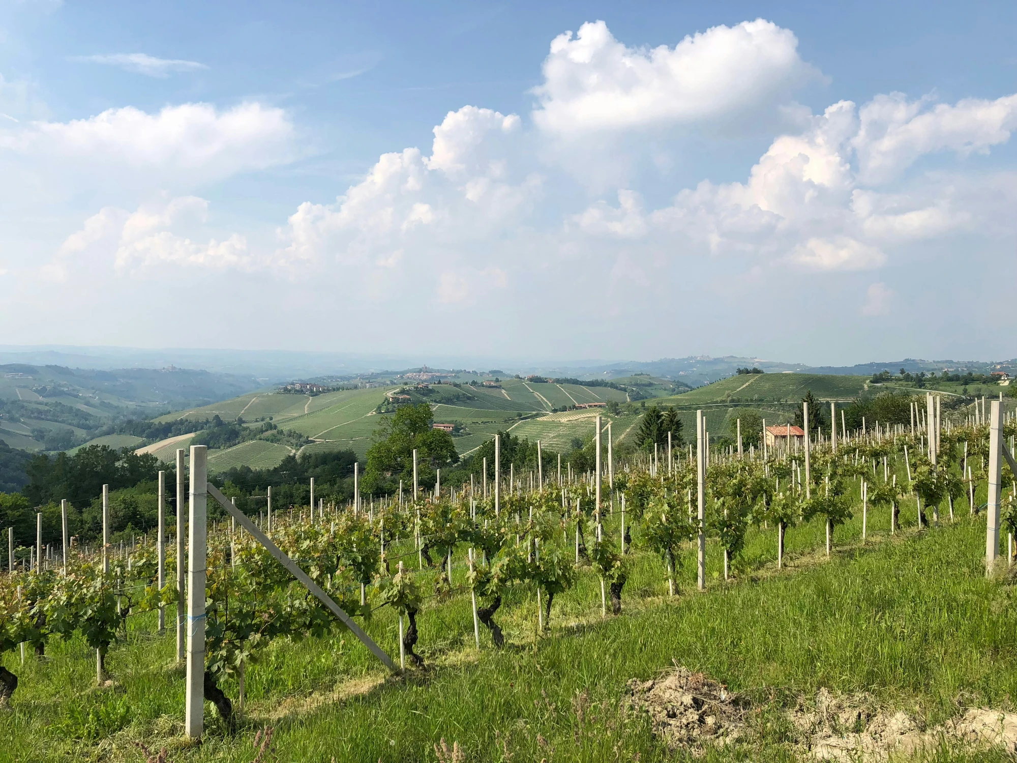 Landschaftsbild mit grünen Weinreben vor einer Bergkulisse