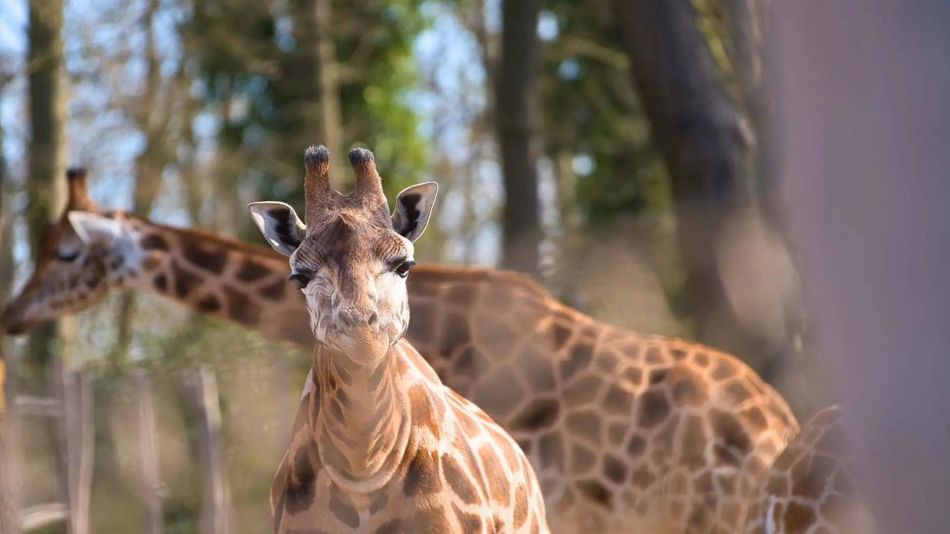 Eine Giraffe mit zwei Hornspitzen steht im Vordergrund, im Hintergrund sind weitere Giraffen sichtbar. Die Giraffe hat ein braunes, geflecktes Fell.