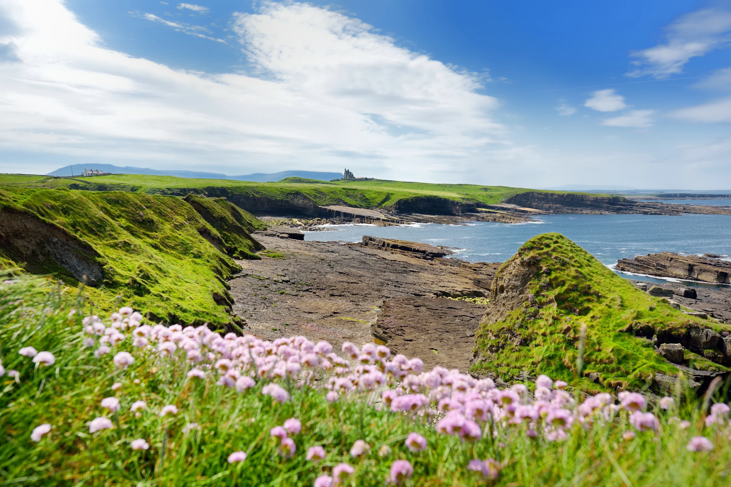 Lila Blumen blühen an der Küste mit Blick auf das Meer.