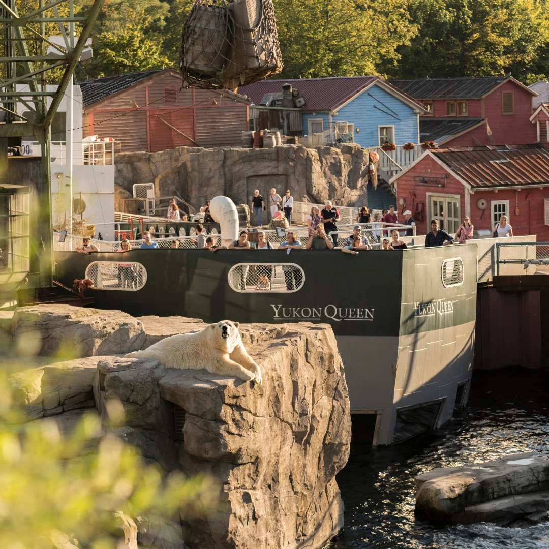 Zoo Hannover Wassergehege Yukon Queen