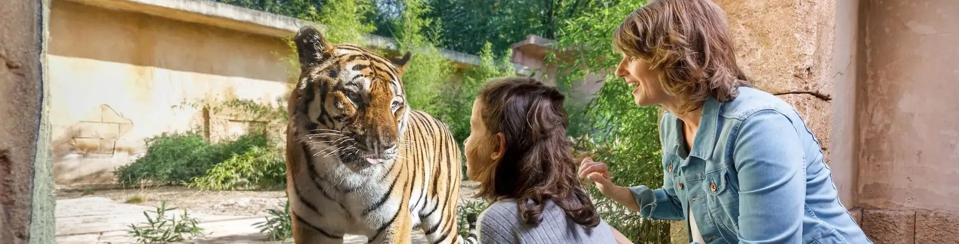 Mutter und Tochter begegnen Tigers an der Scheibe vom Tigergehege im Erlebnis Zoo Hannover