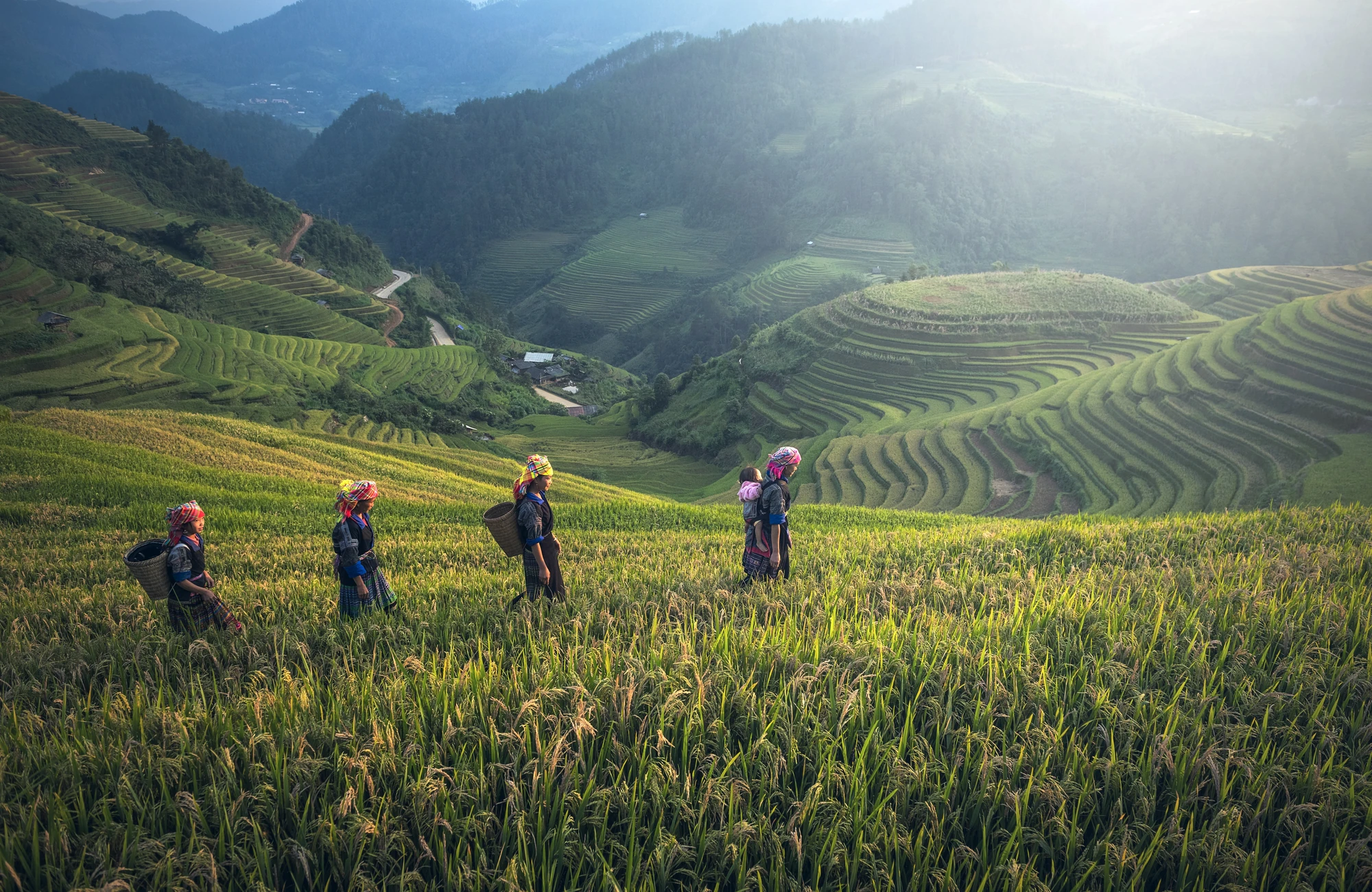 Fünf Landwirte tragen Körbe mit Reis auf einem terrassierten Feld. Die Landschaft zeigt grüne Reisfelder und sanfte Hügel im Hintergrund.
