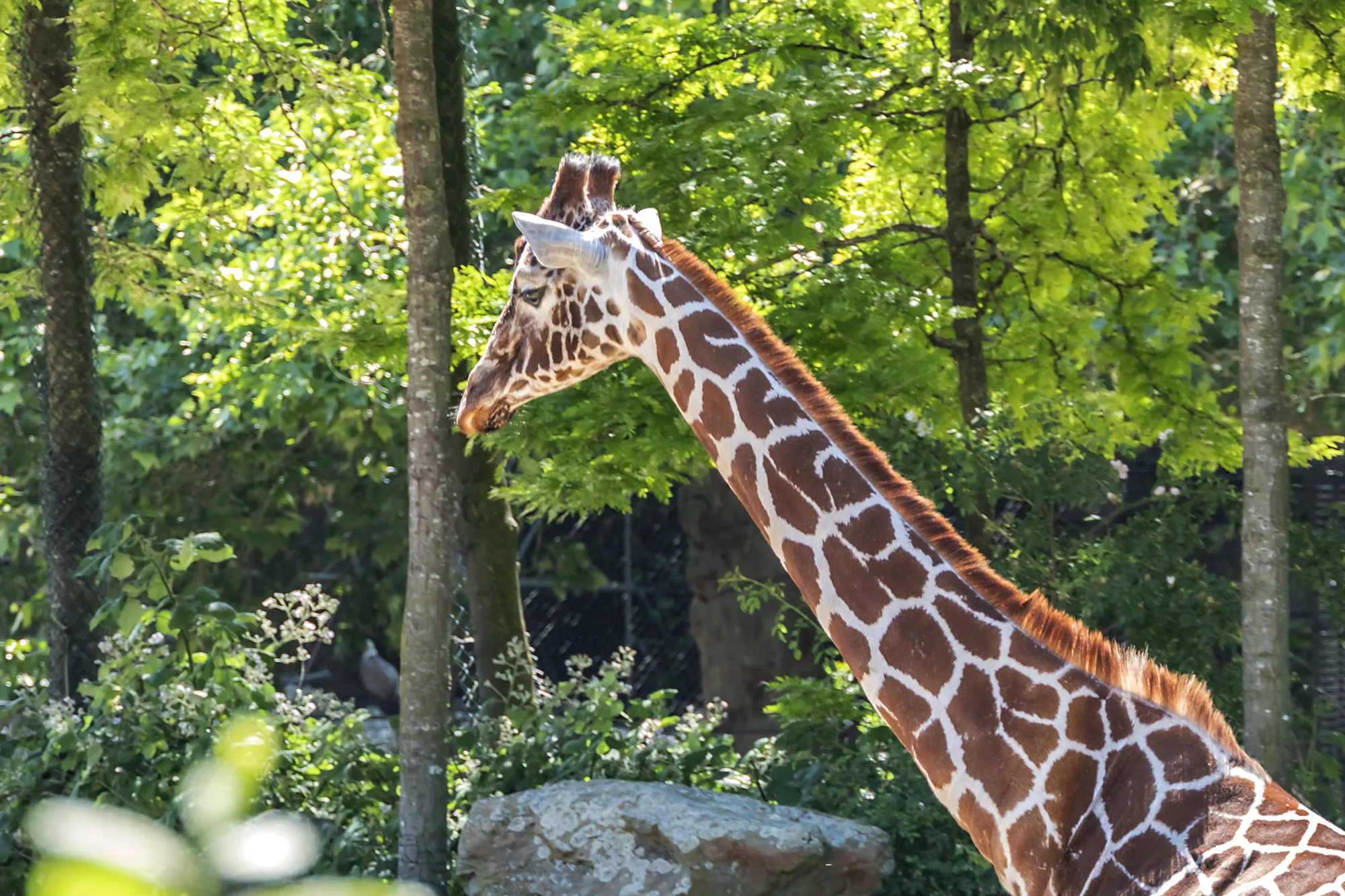 Nahaufnahme einer Giraffe im ARTIS Royal Zoo bei Tageslicht, die majestätisch mit ihrem langen Hals und den charakteristischen Flecken im Vordergrund steht, umgeben von natürlicher Vegetation.