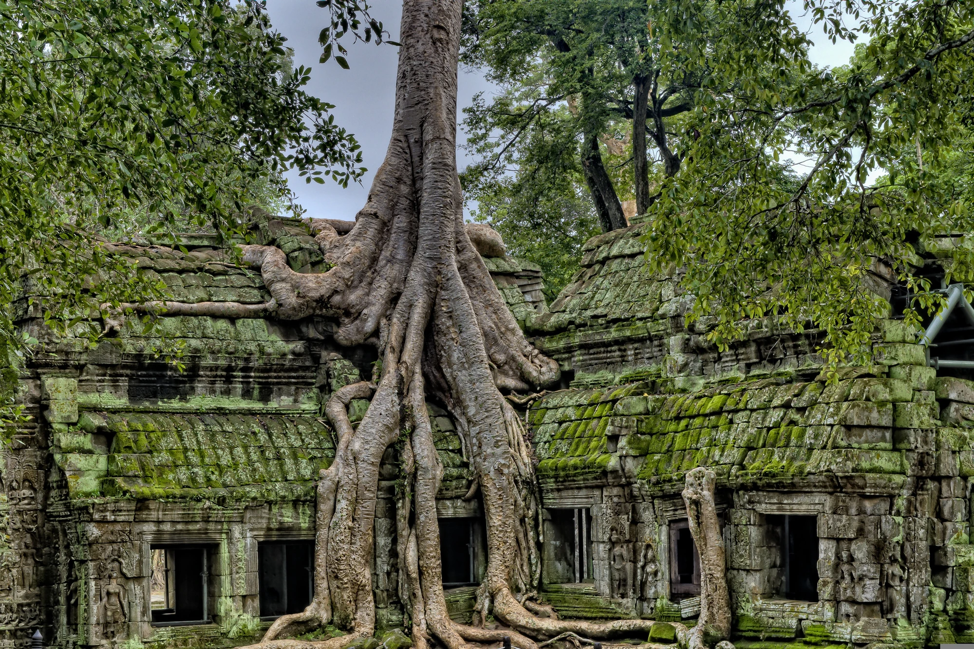 Ein großer Baum mit dicken, sichtbaren Wurzeln wächst über eine alte, moosbedeckte Tempelanlage. Die Struktur zeigt zerfallene Wände und Fenster.