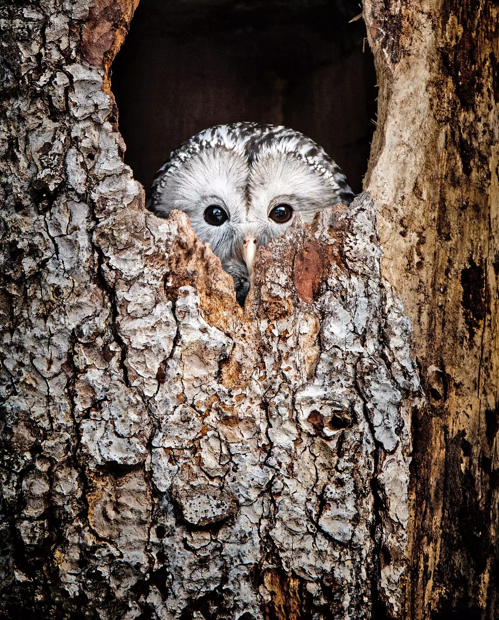 Eule lugt neugierig aus einem Baumstamm im Bayerischer Wald